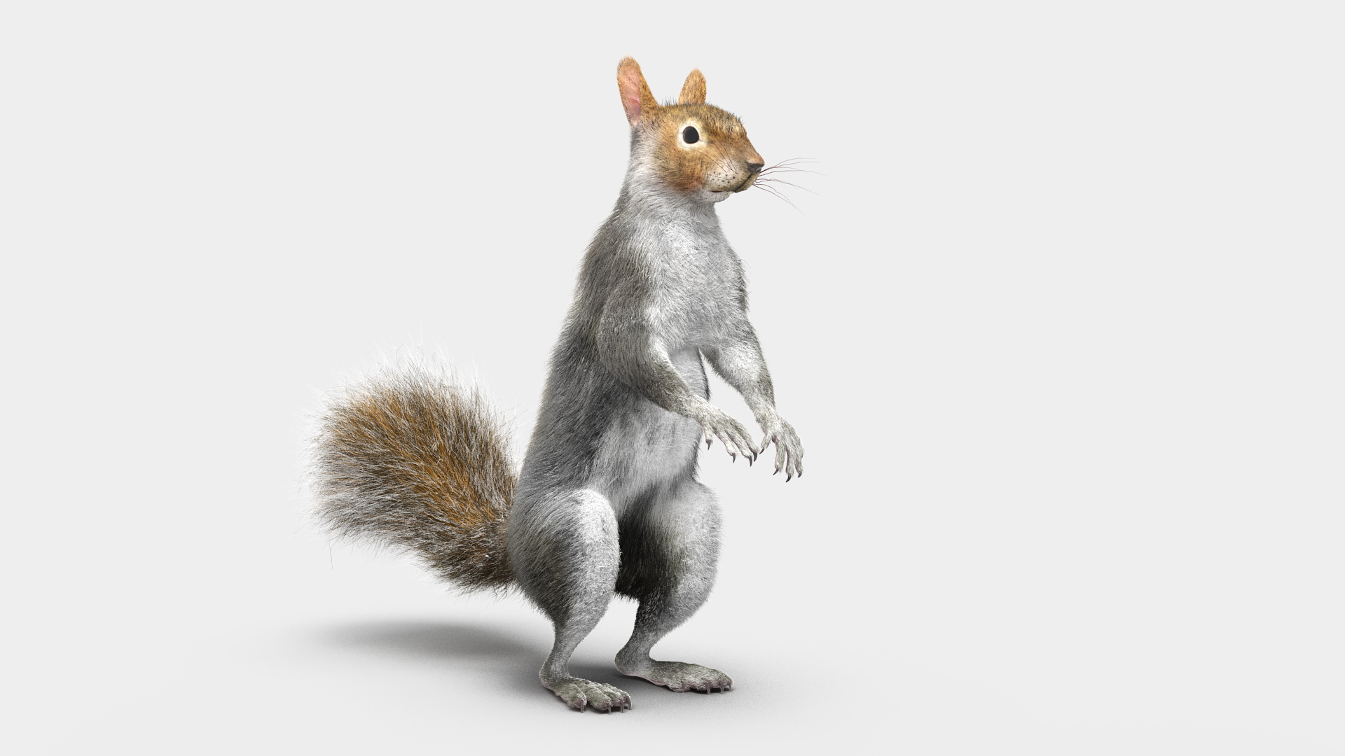 Gray Squirrel in Standing Pose Fur 3D model