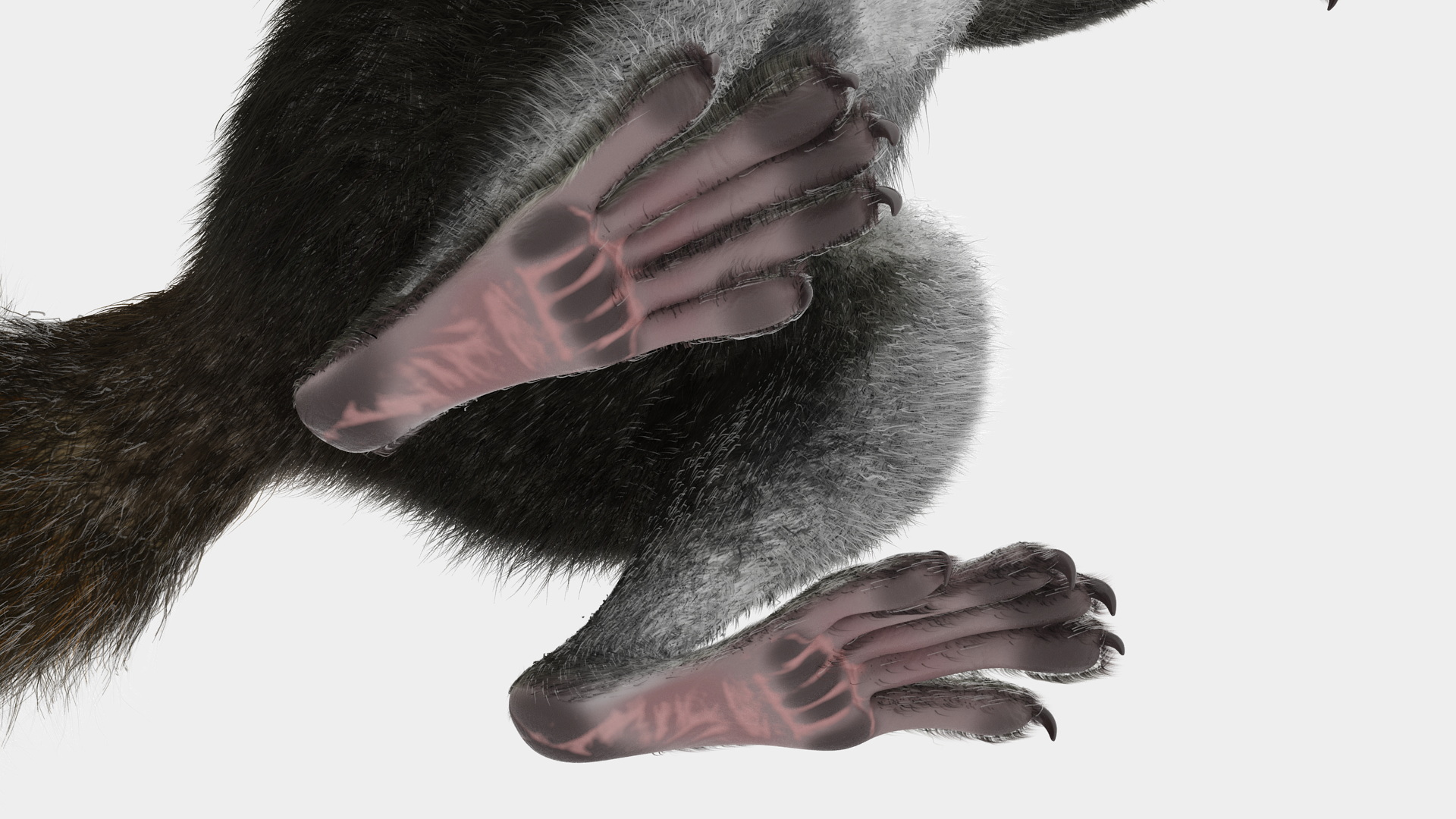 Gray Squirrel in Standing Pose Fur 3D model