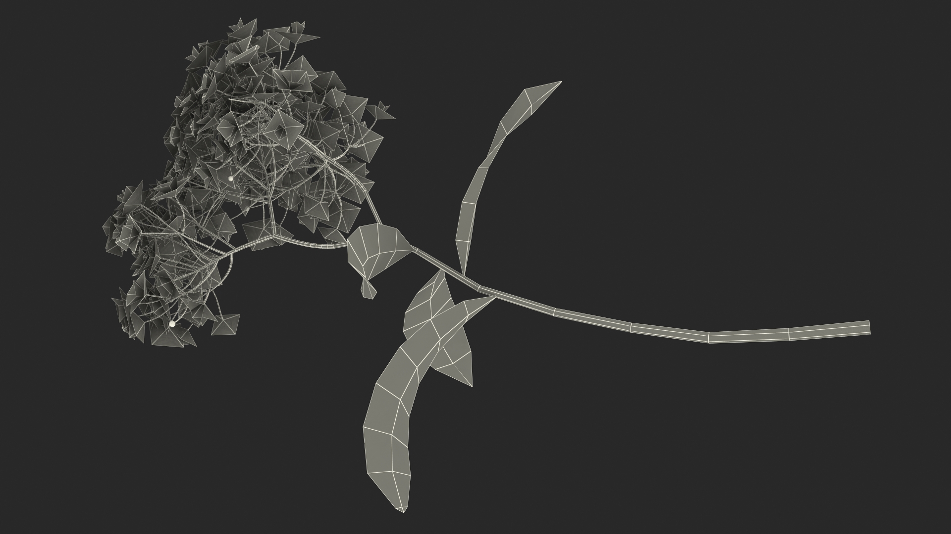 3D Blooming Spiraea Japonica Anthony Waterer Branch model