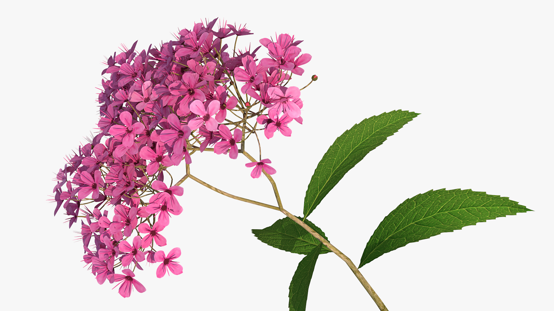 3D Blooming Spiraea Japonica Anthony Waterer Branch model