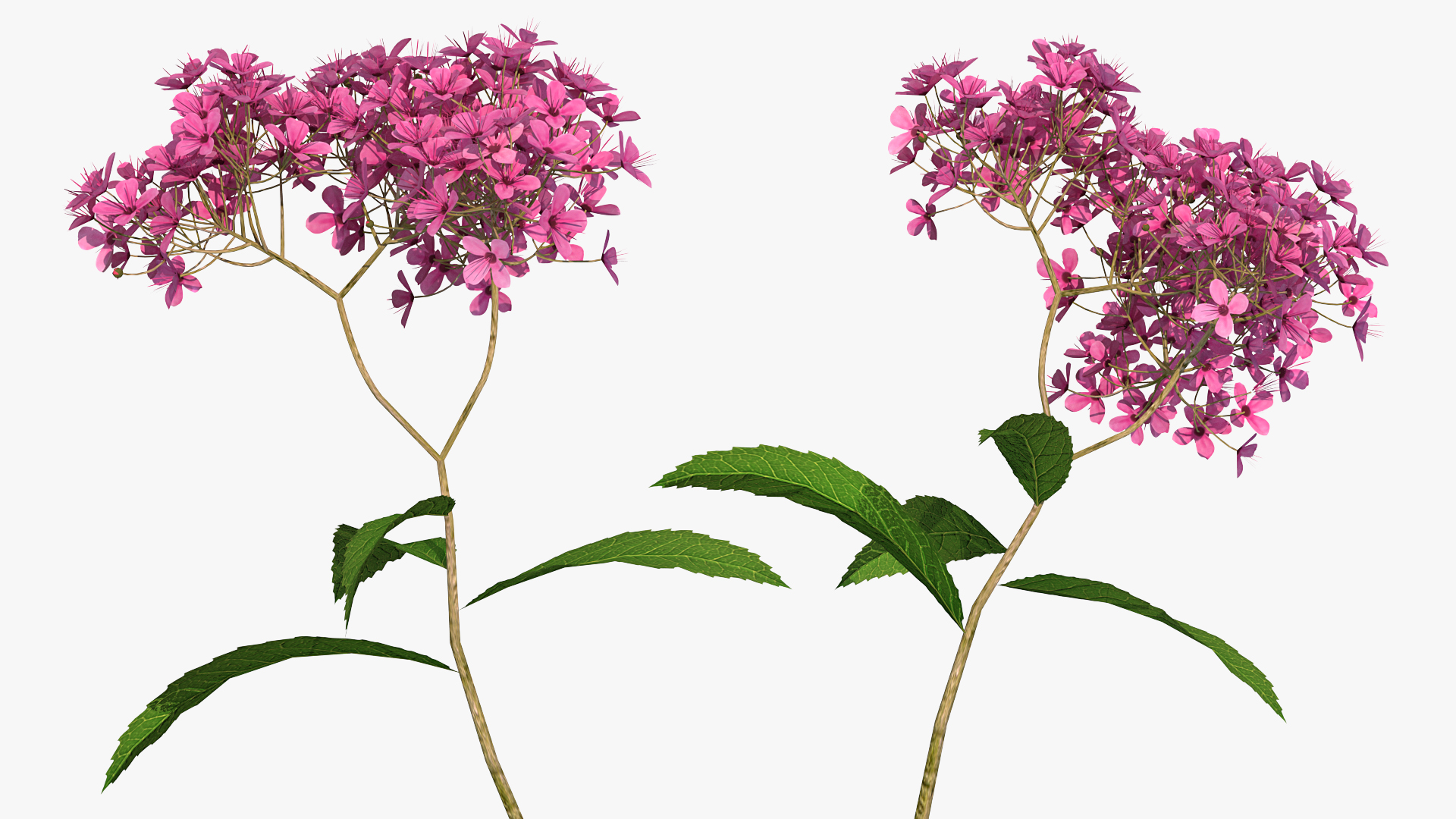 3D Blooming Spiraea Japonica Anthony Waterer Branch model