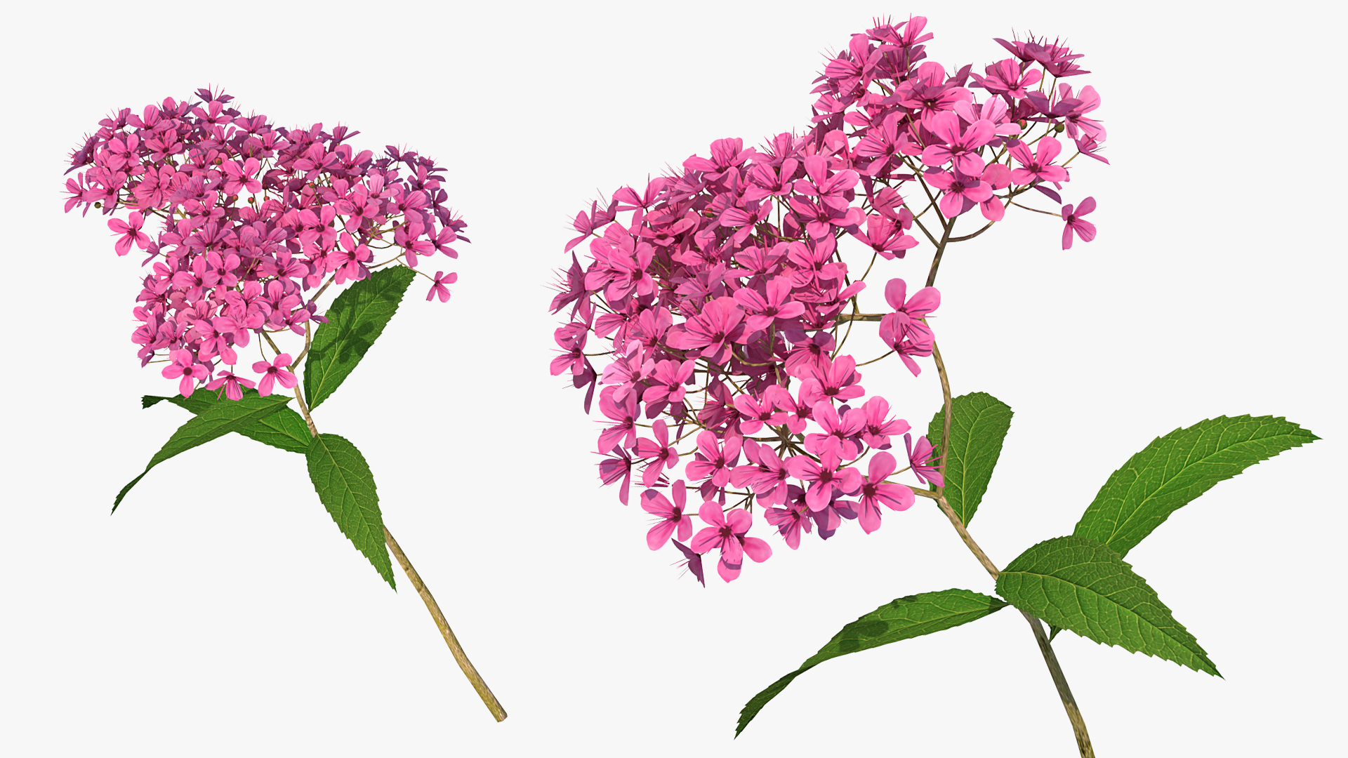 3D Blooming Spiraea Japonica Anthony Waterer Branch model