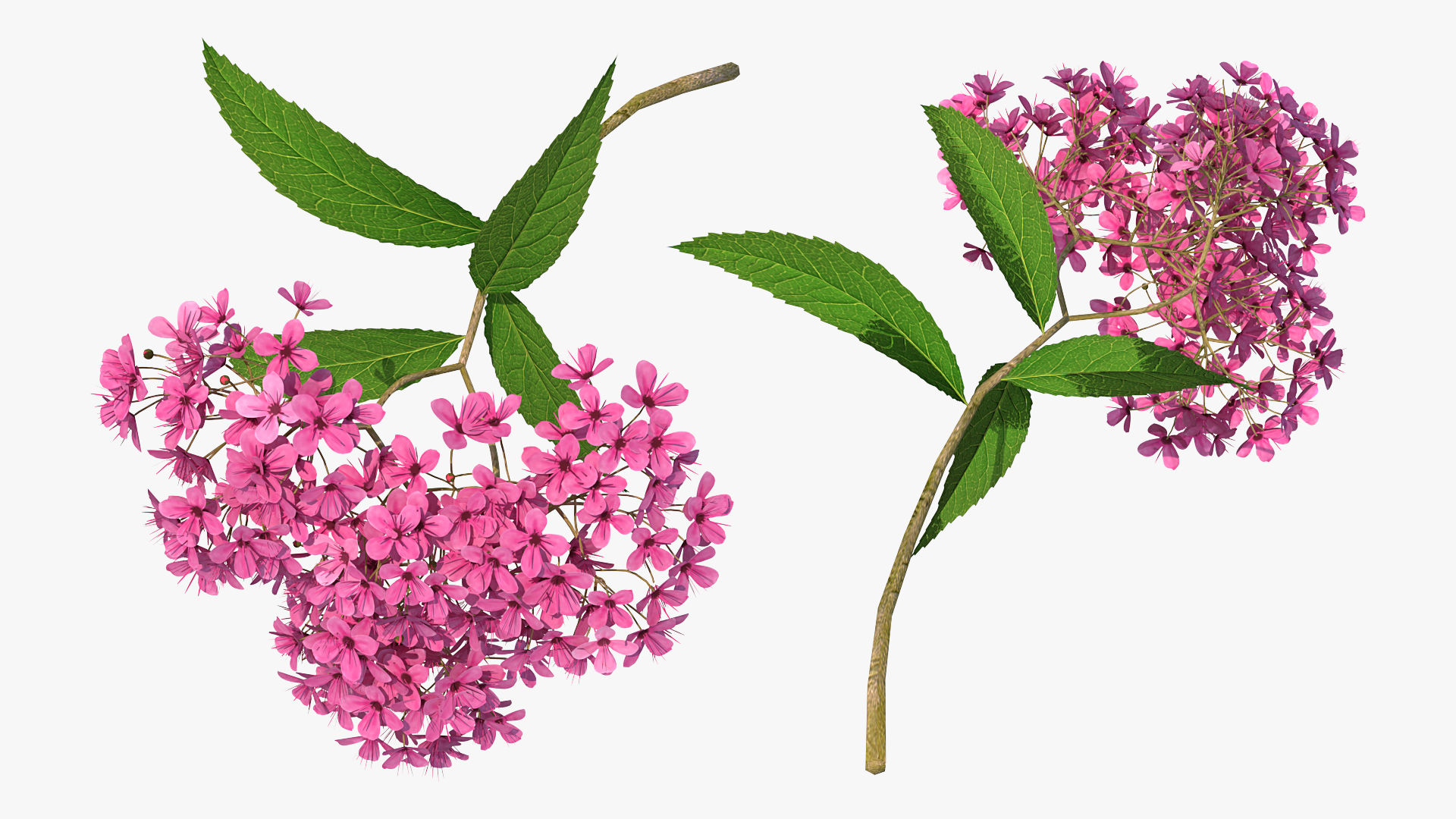 3D Blooming Spiraea Japonica Anthony Waterer Branch model