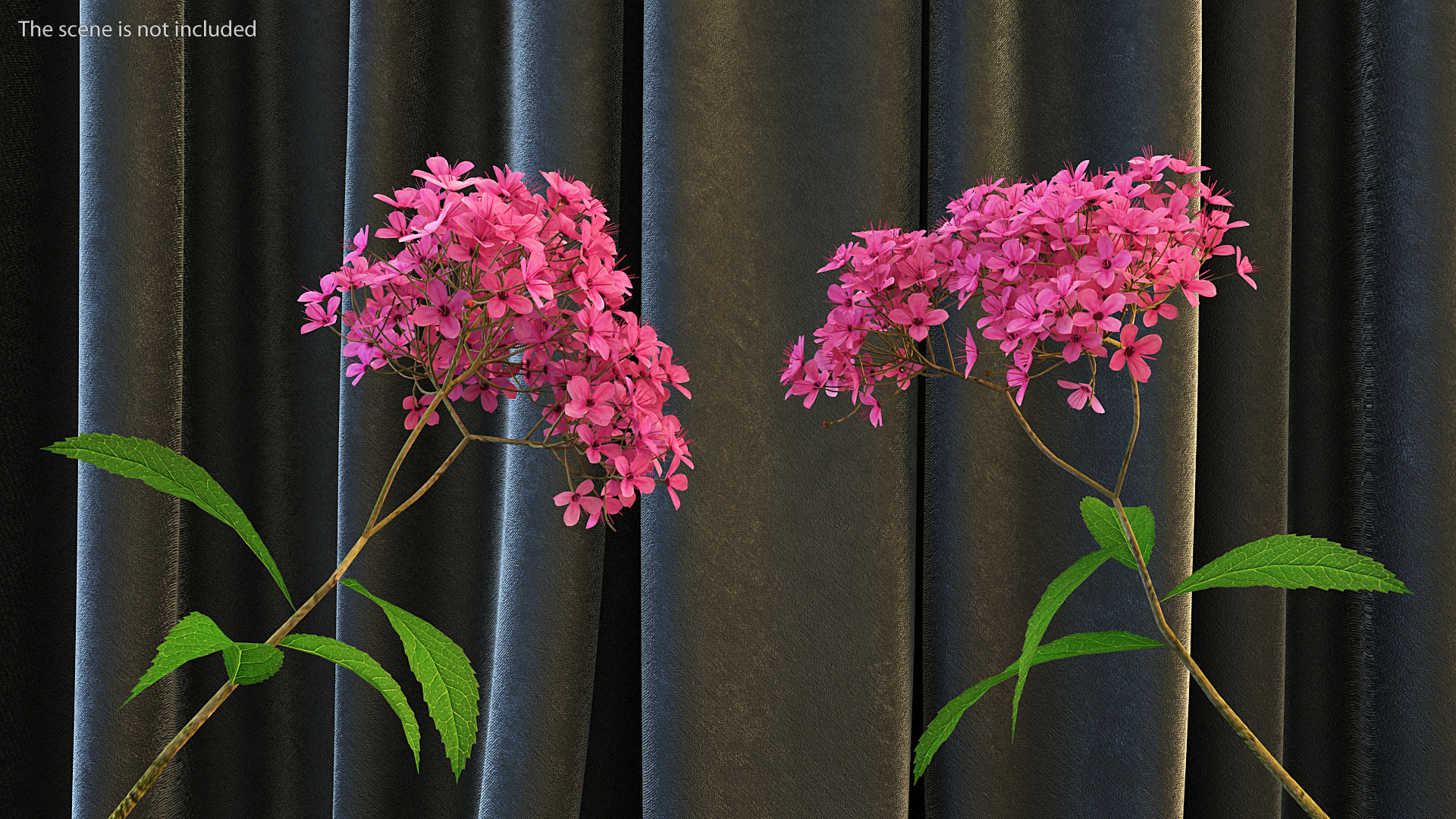 3D Blooming Spiraea Japonica Anthony Waterer Branch model