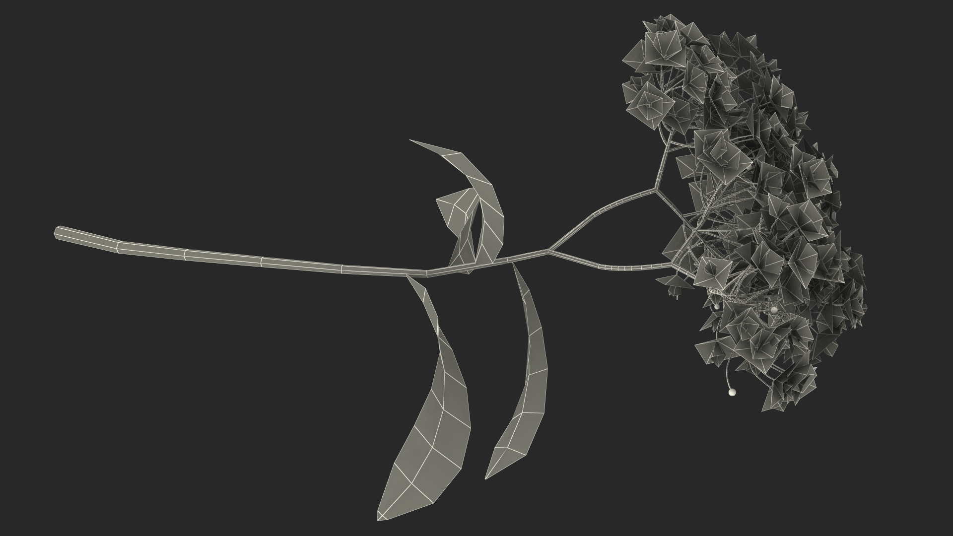 3D Blooming Spiraea Japonica Anthony Waterer Branch model