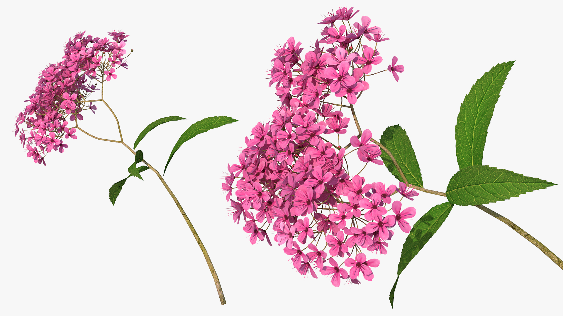 3D Blooming Spiraea Japonica Anthony Waterer Branch model