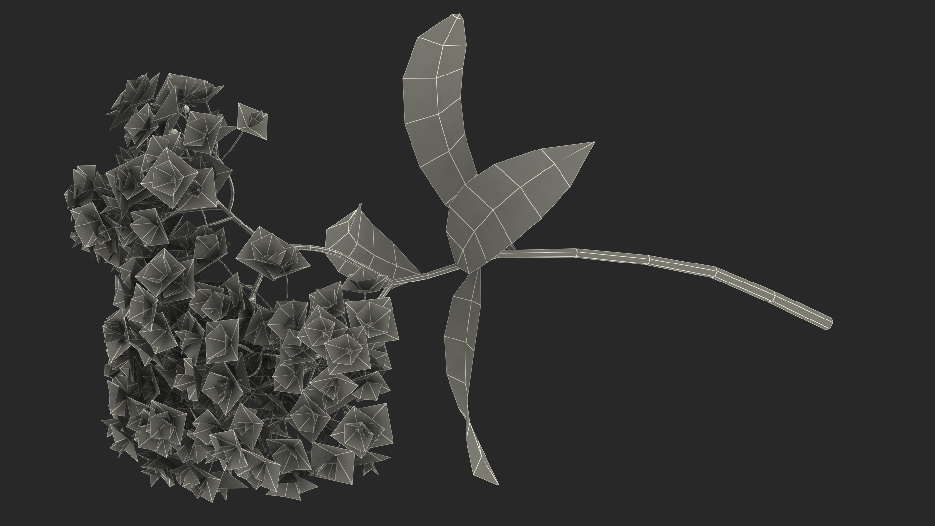 3D Blooming Spiraea Japonica Anthony Waterer Branch model