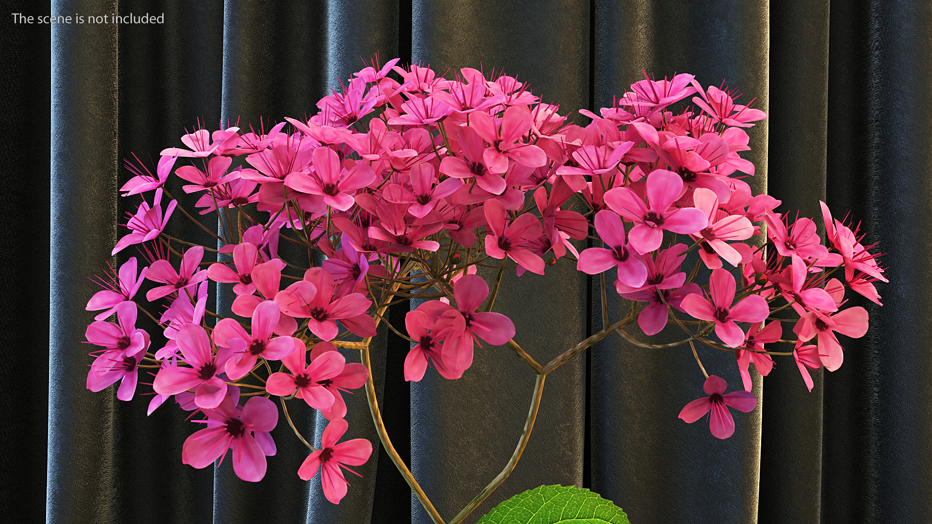 3D Blooming Spiraea Japonica Anthony Waterer Branch model