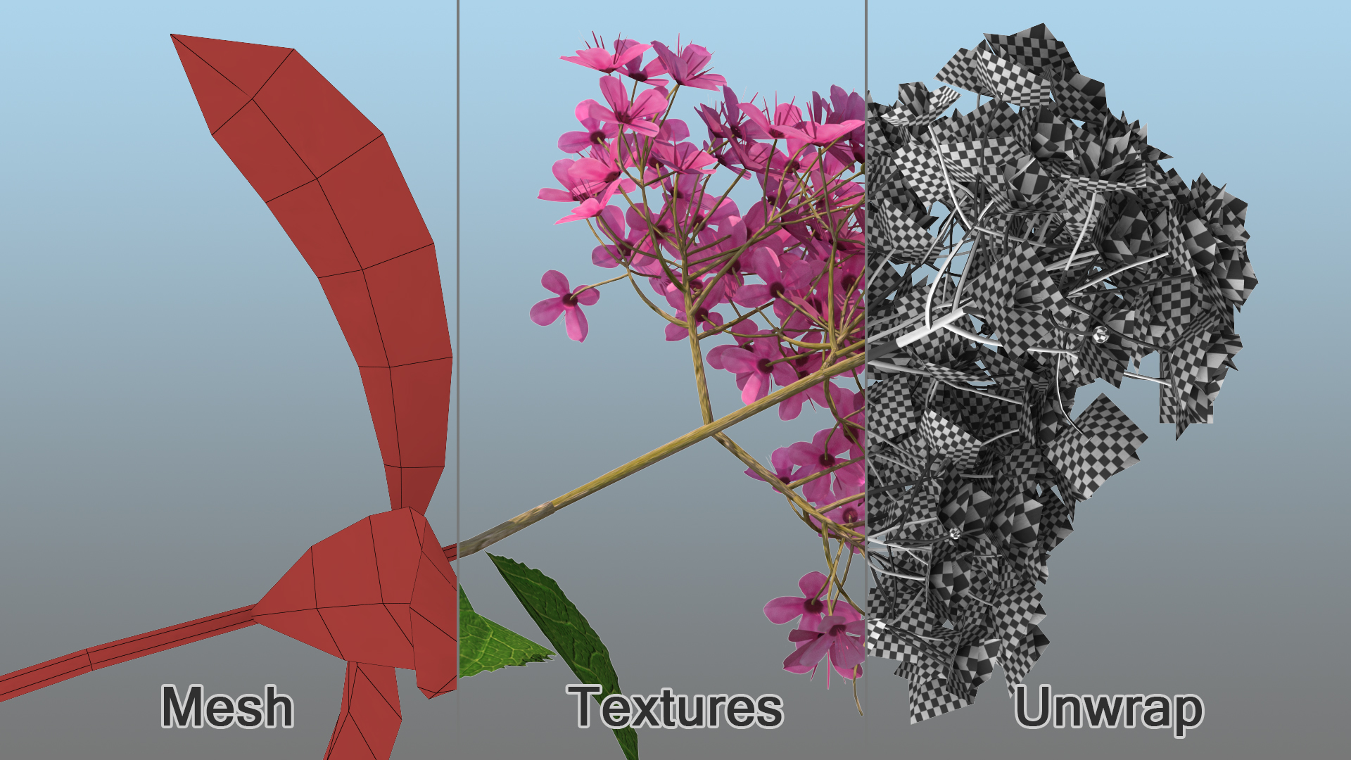 3D Blooming Spiraea Japonica Anthony Waterer Branch model