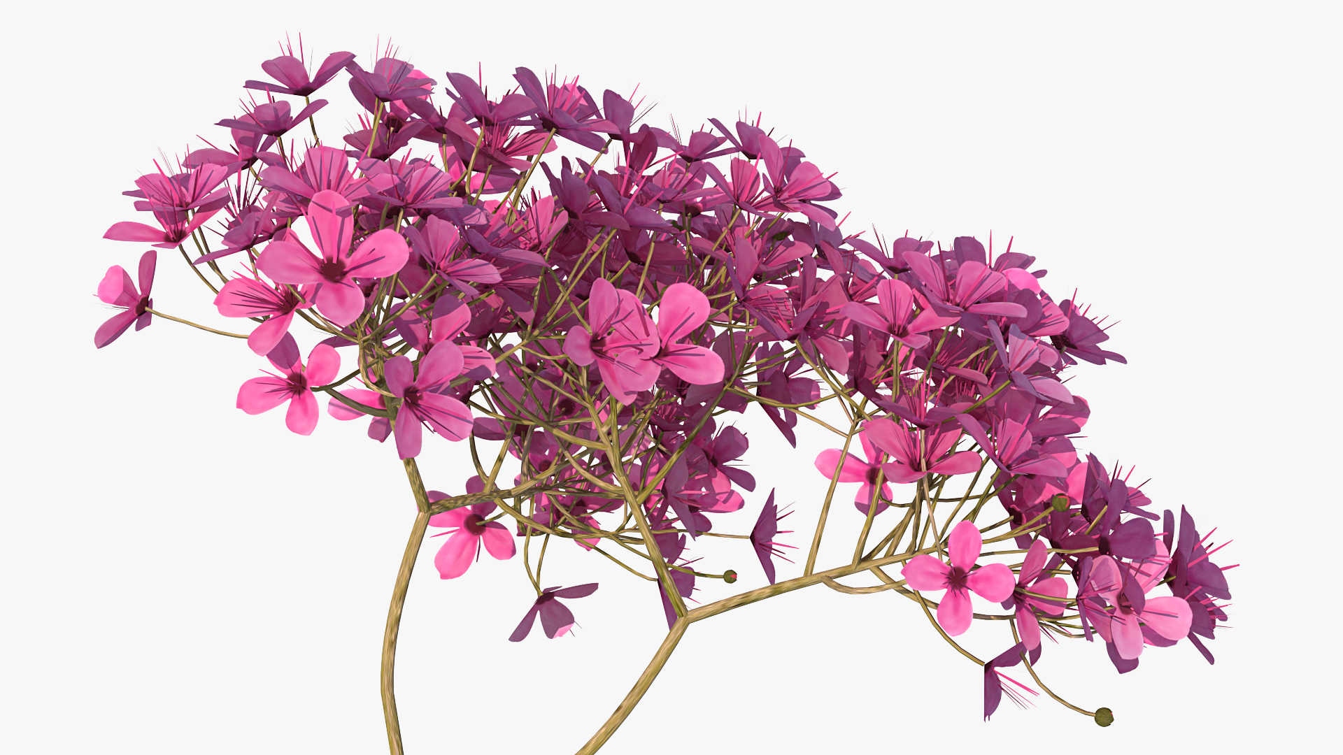 3D Blooming Spiraea Japonica Anthony Waterer Branch model