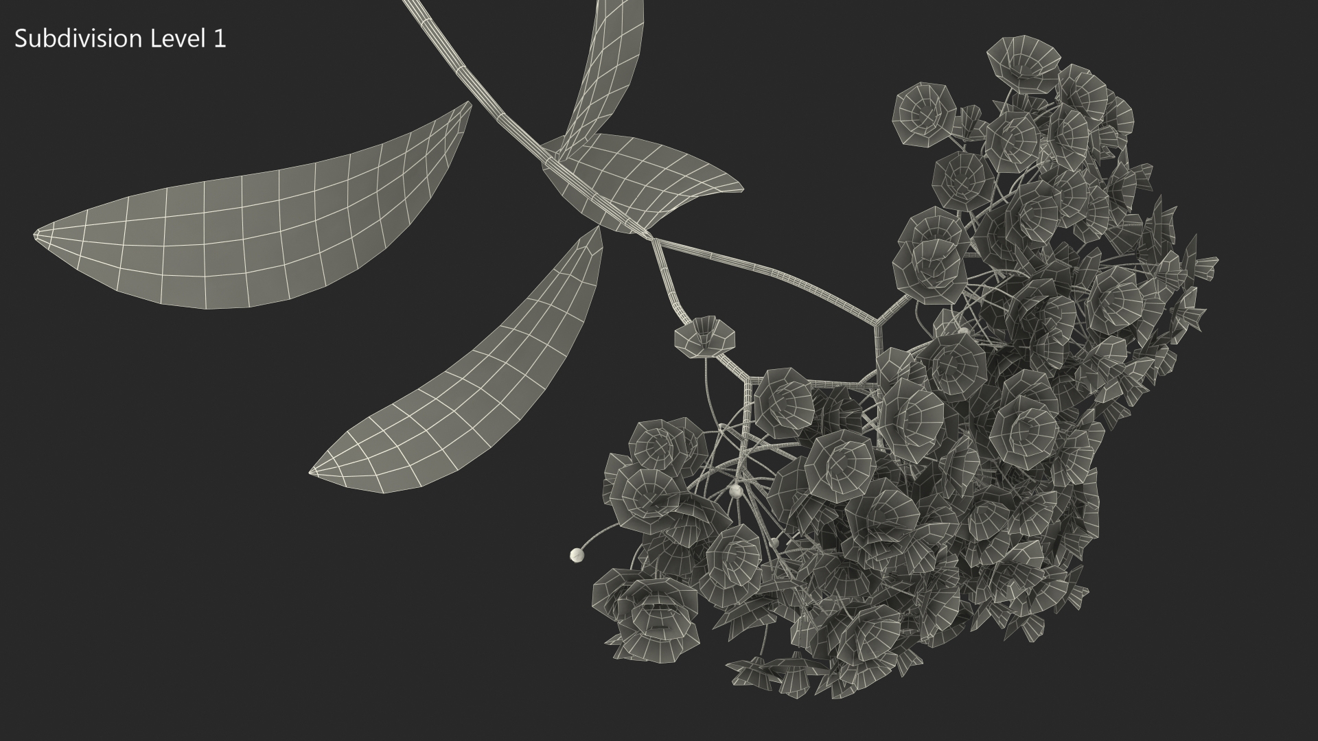 3D Blooming Spiraea Japonica Anthony Waterer Branch model