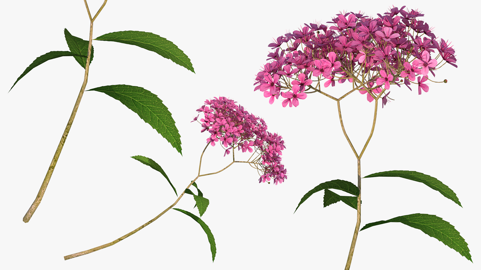 3D Blooming Spiraea Japonica Anthony Waterer Branch model