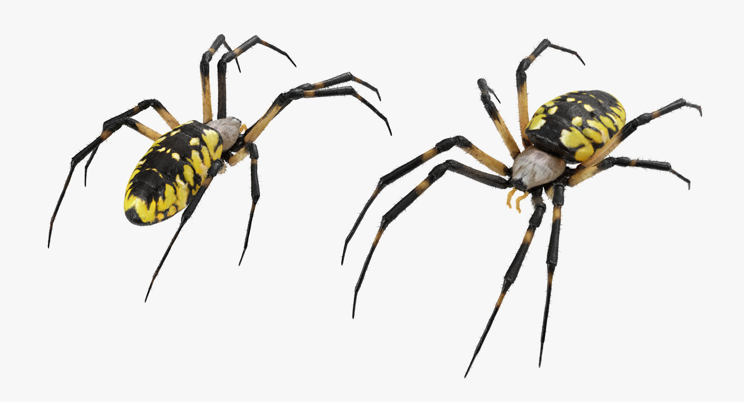 Yellow Garden Spider with Fur 3D model