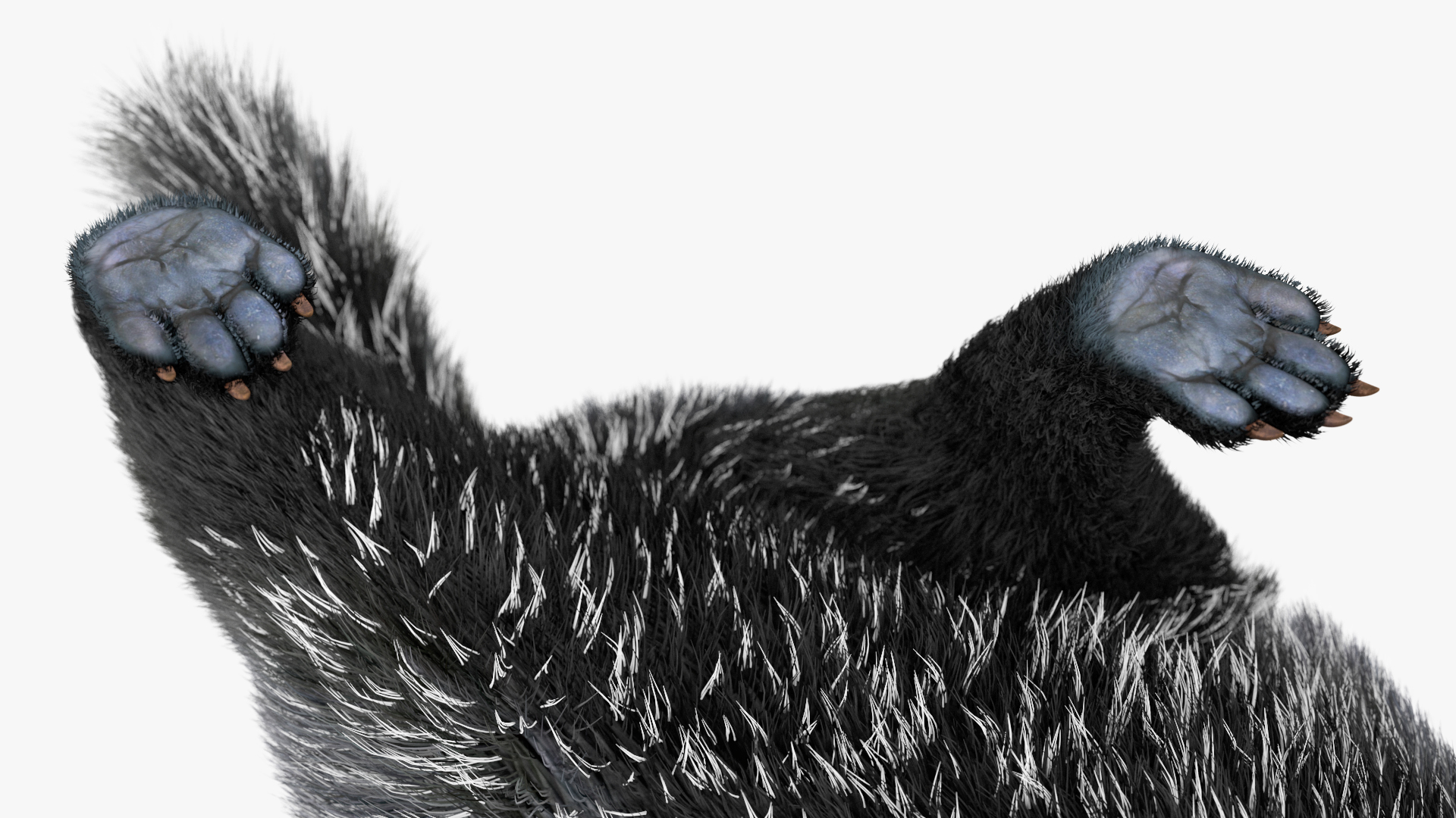 3D Badger Rigged model