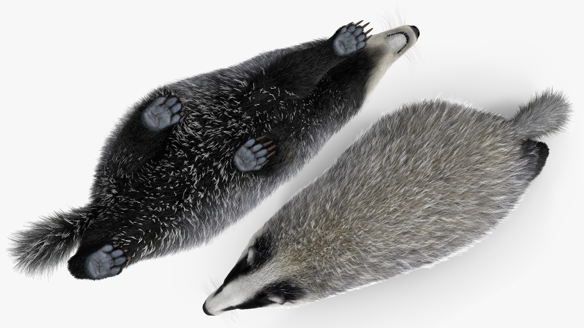 3D Badger Rigged model