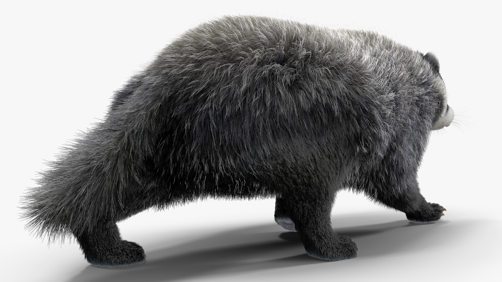 3D Badger Rigged model