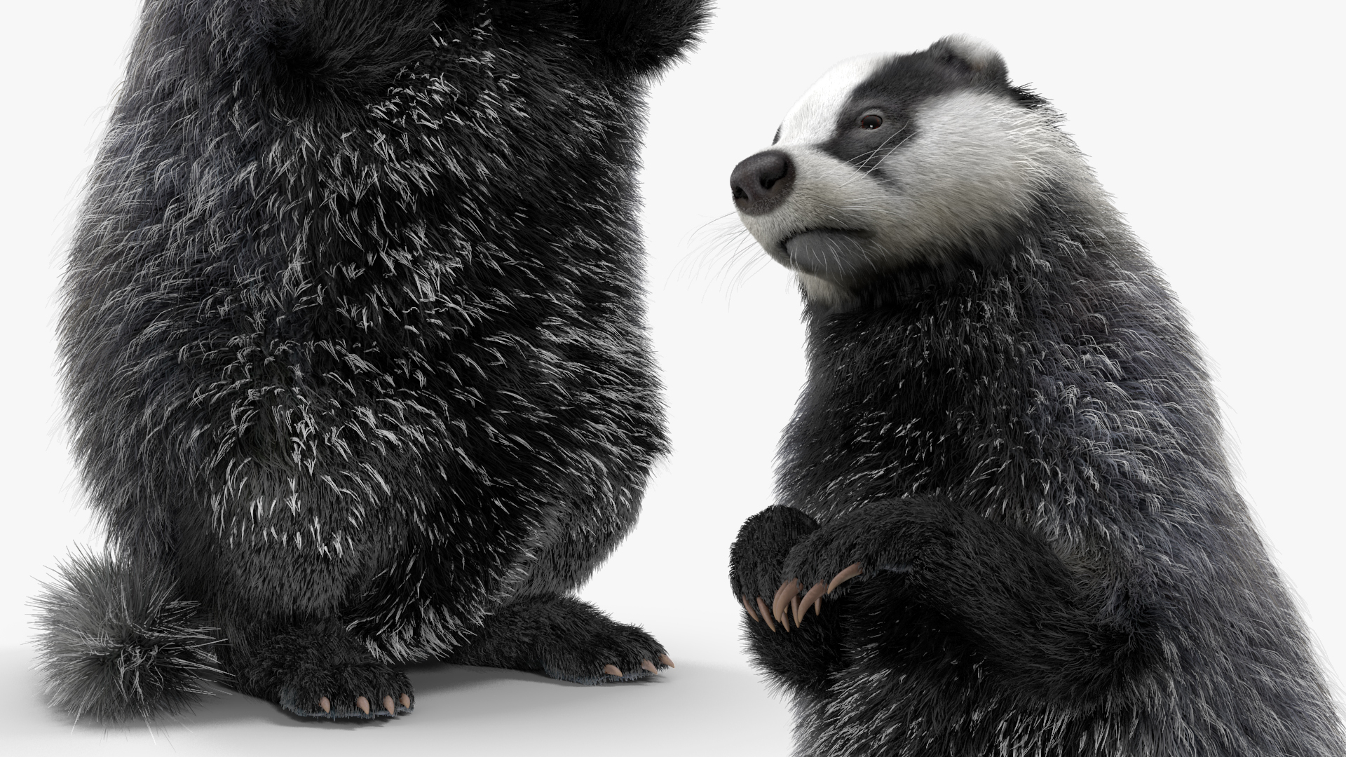 3D Badger Rigged model