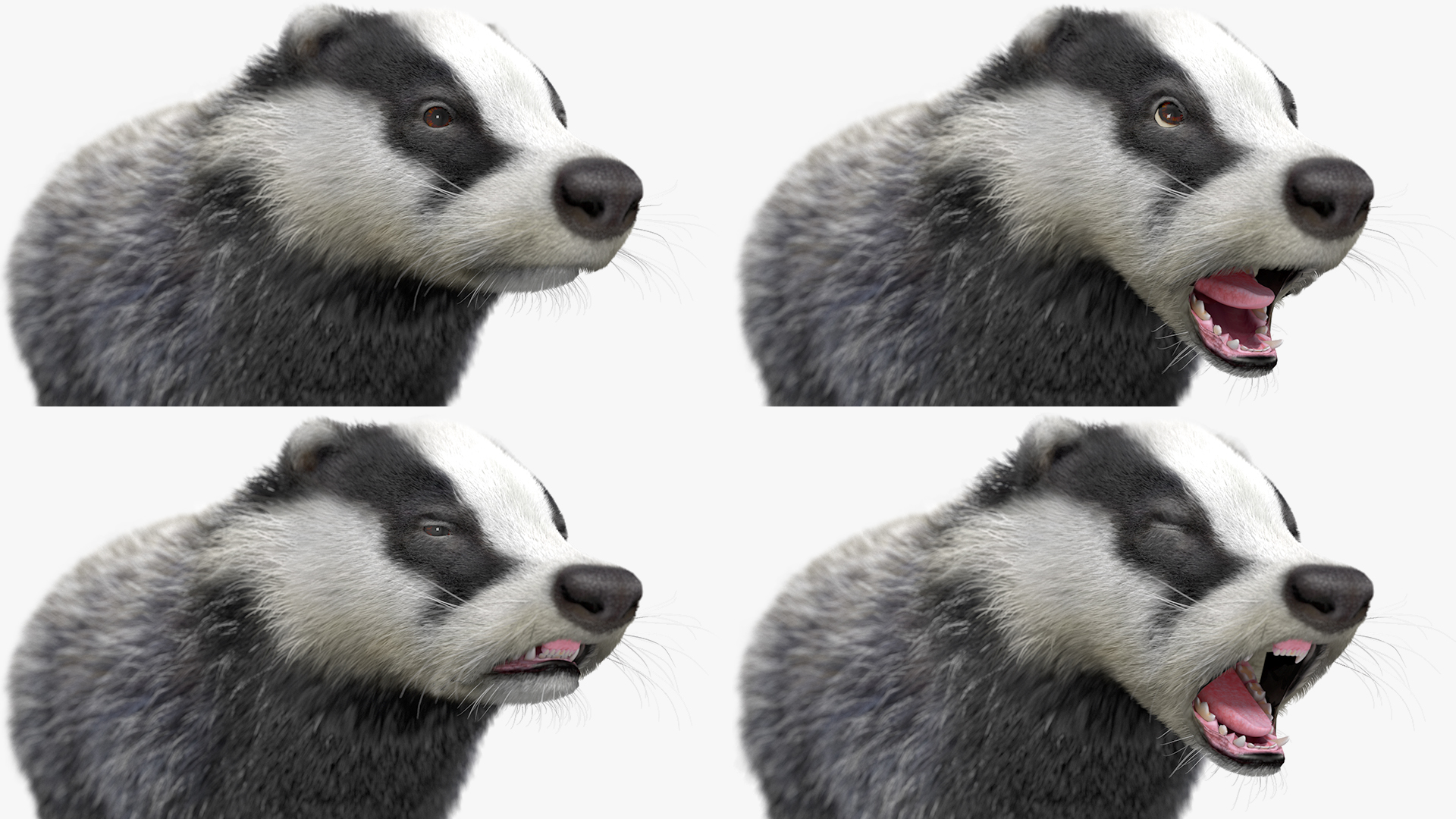 3D Badger Rigged model
