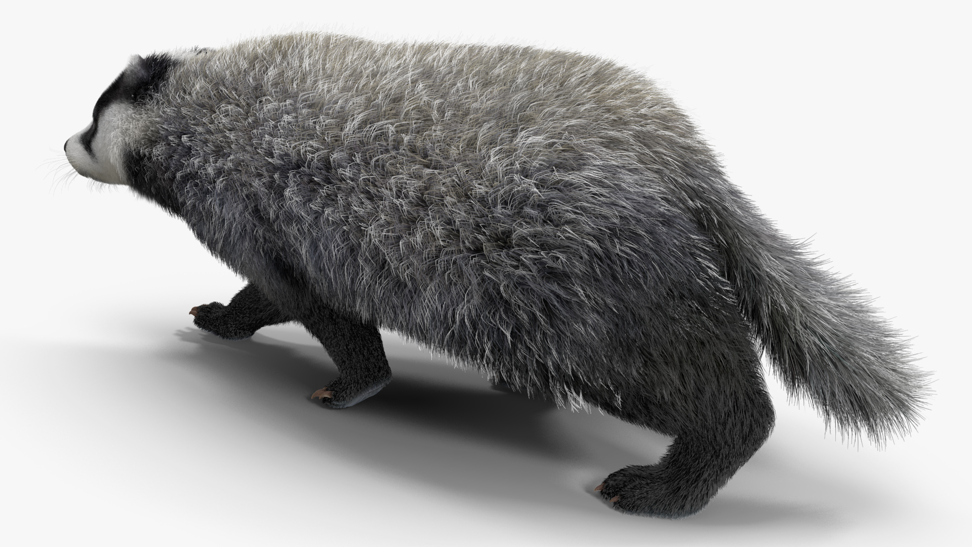 3D Badger Rigged model