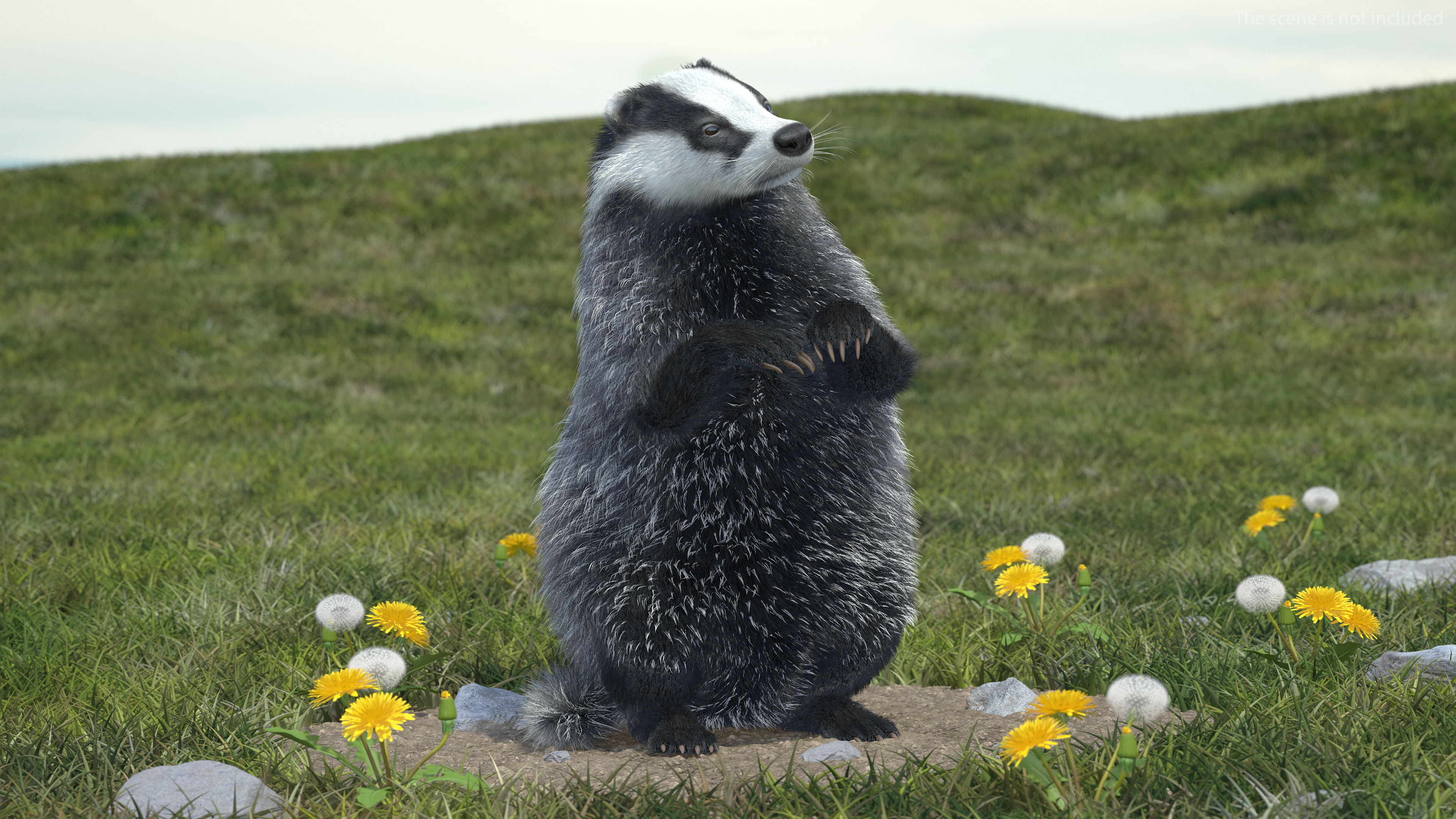 3D Badger Rigged model