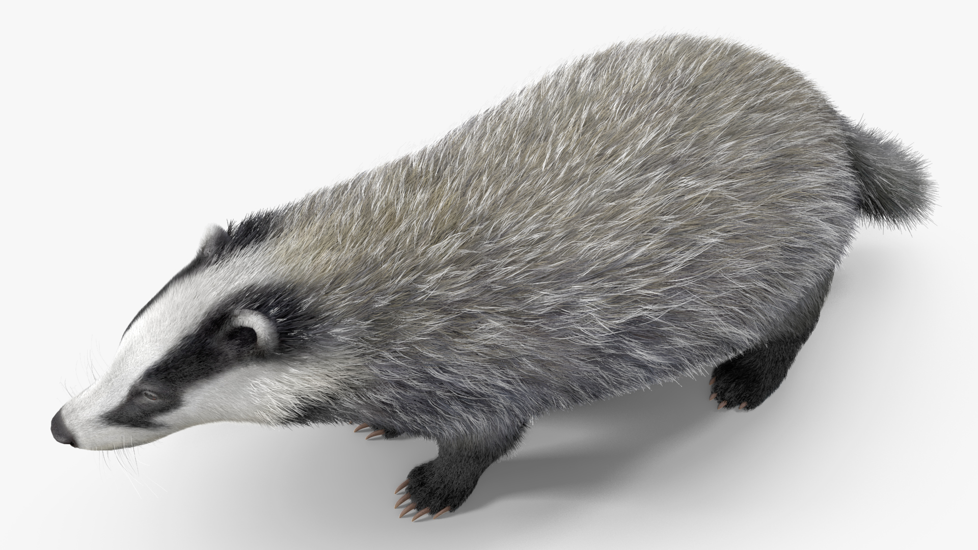 3D Badger Rigged model