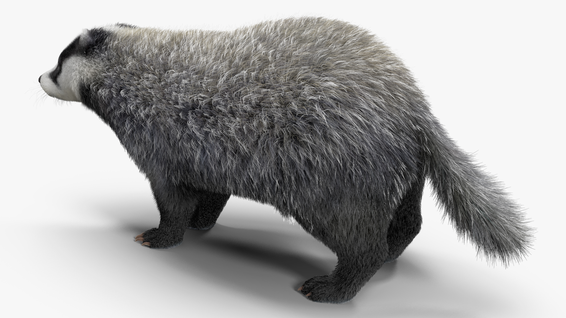 3D Badger Rigged model
