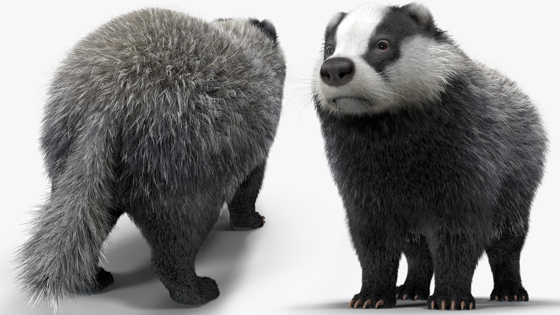 3D Badger Rigged model