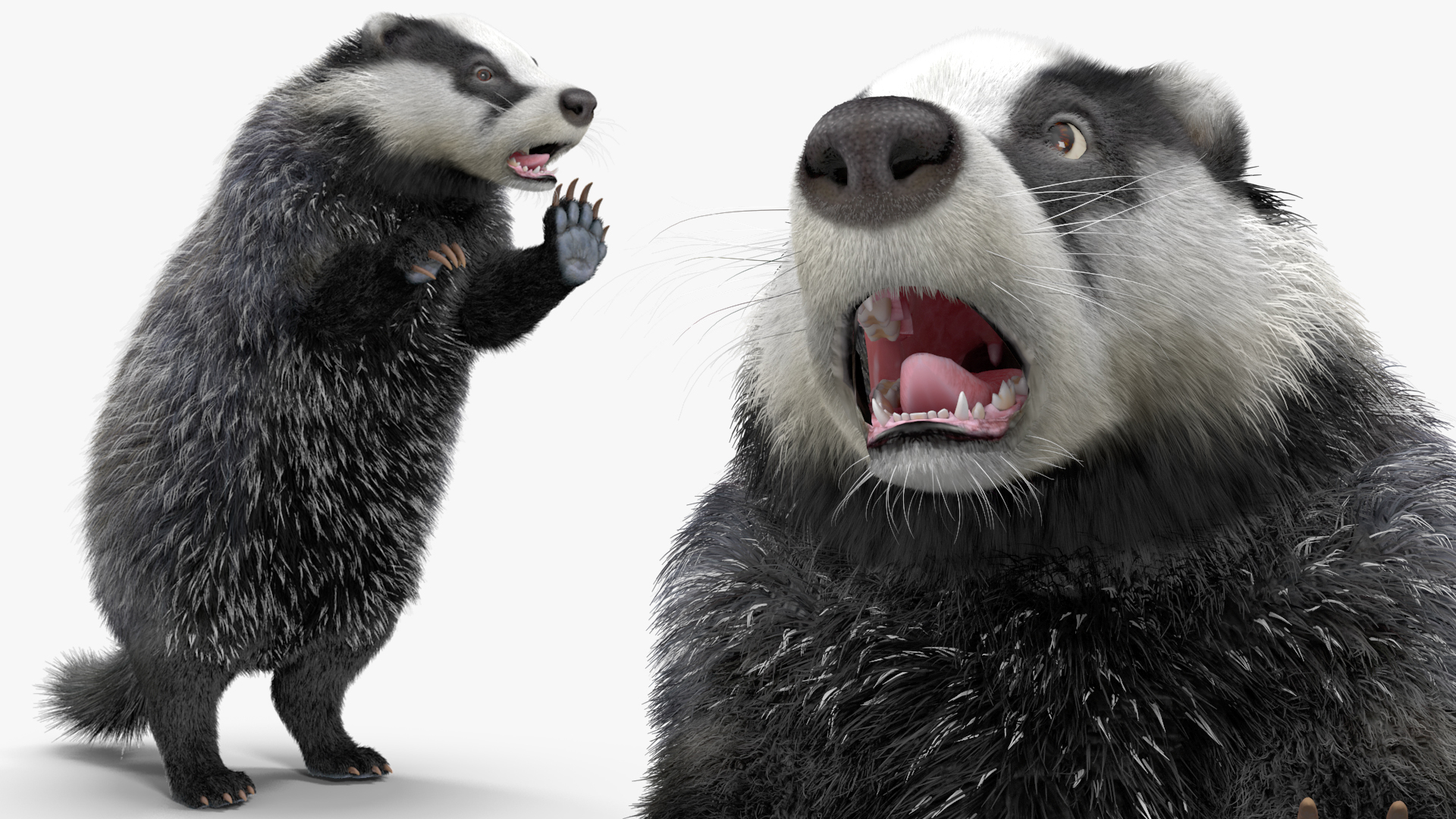 3D Badger Rigged model