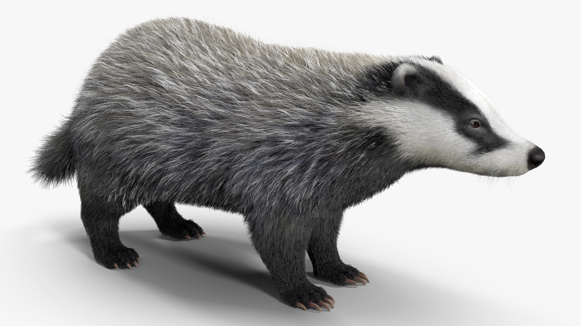 3D Badger Rigged model