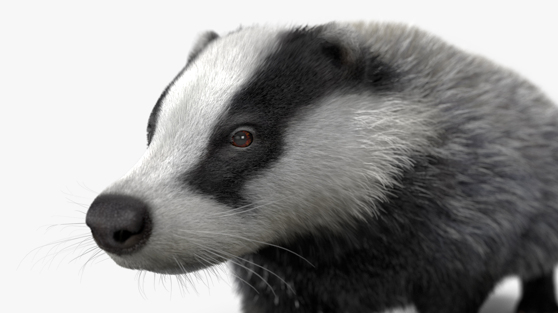 3D Badger Rigged model
