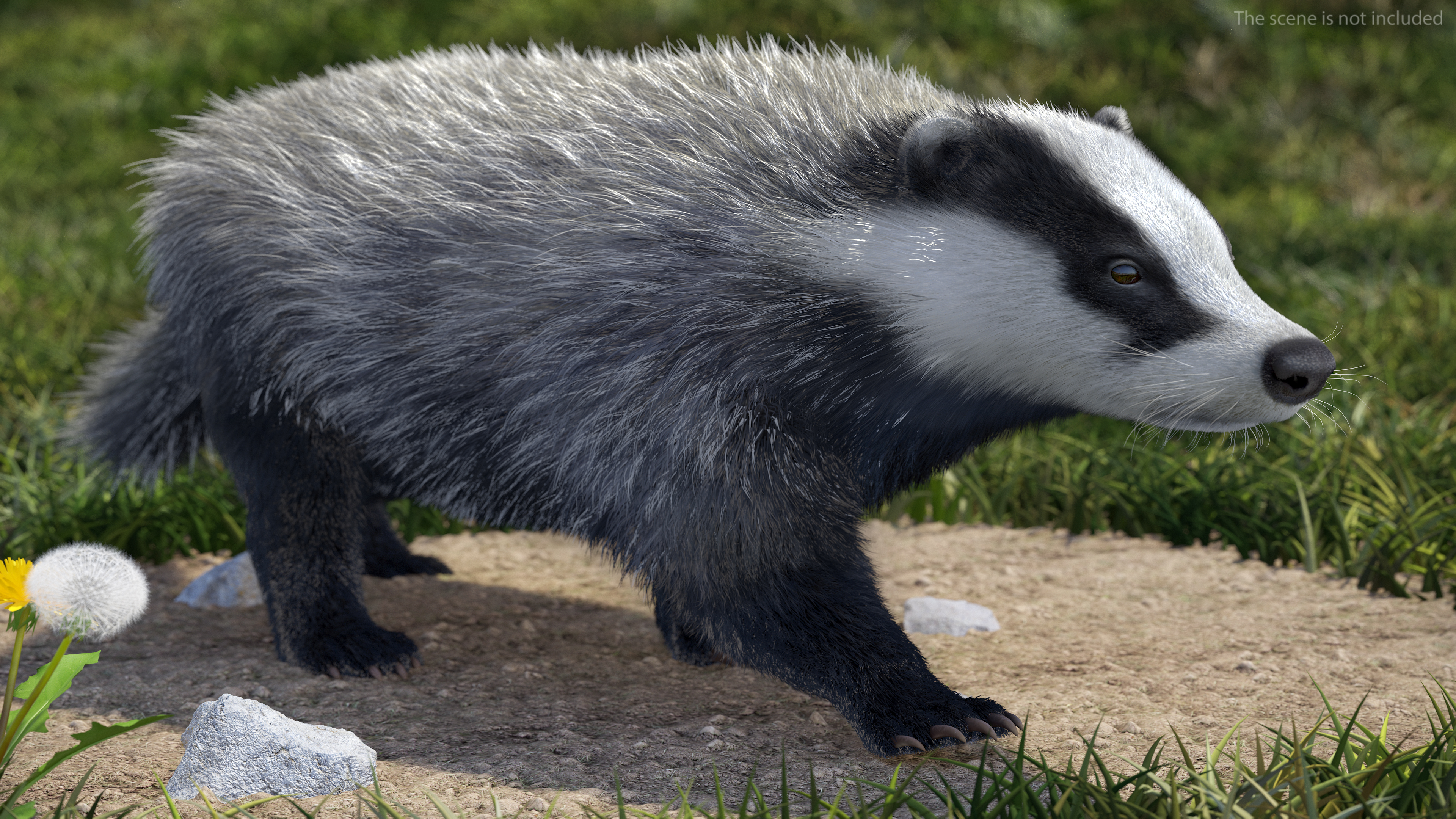 3D Badger Rigged model