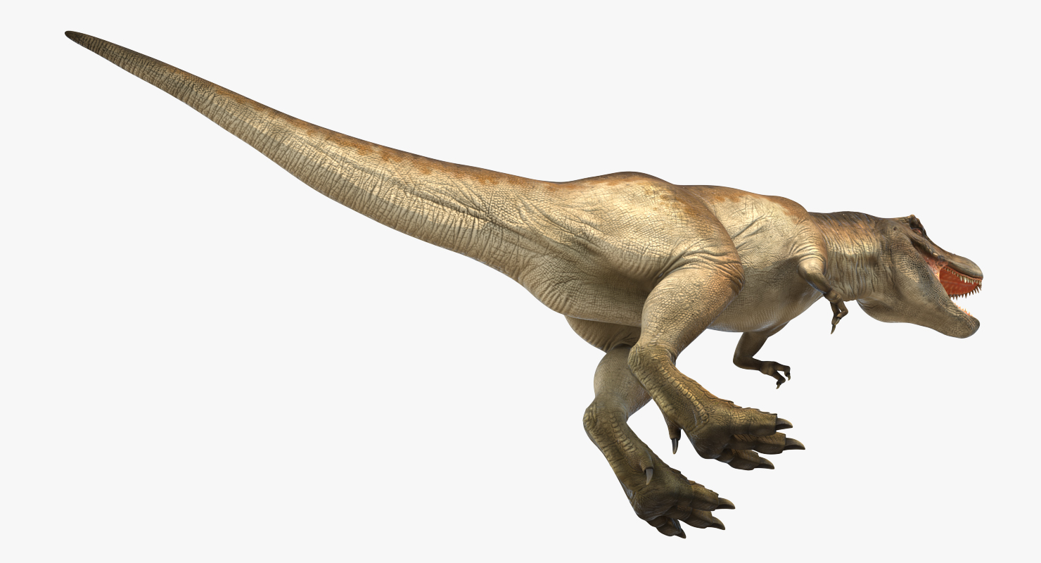 Tyrannosaurus Rex 3D