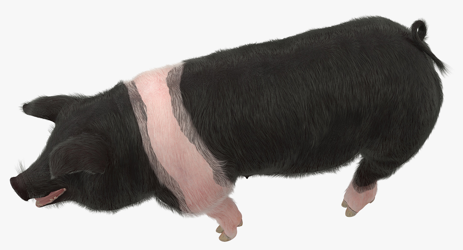 Hampshire Pig Sow with Fur Walking Pose 3D model