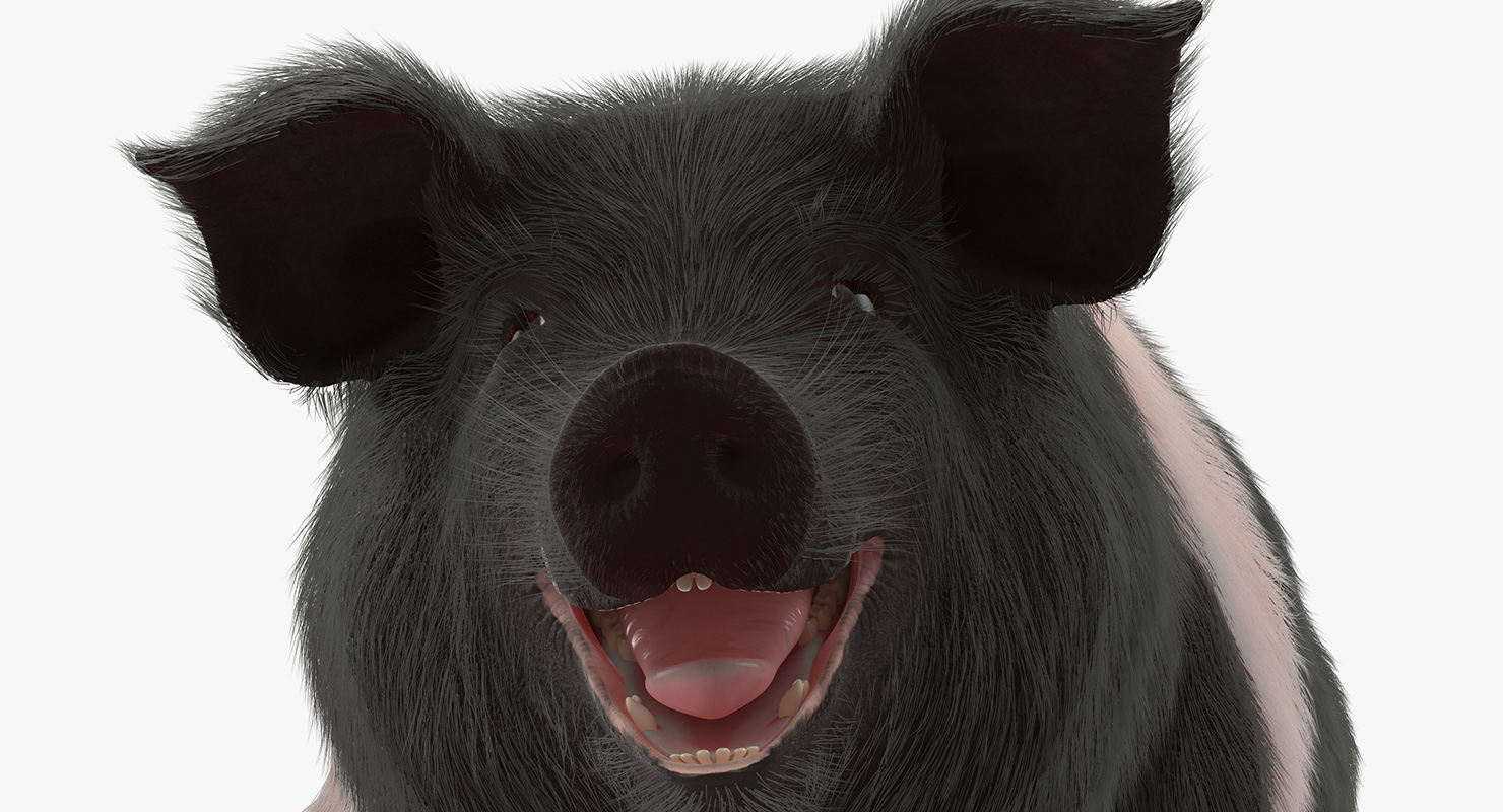 Hampshire Pig Sow with Fur Walking Pose 3D model
