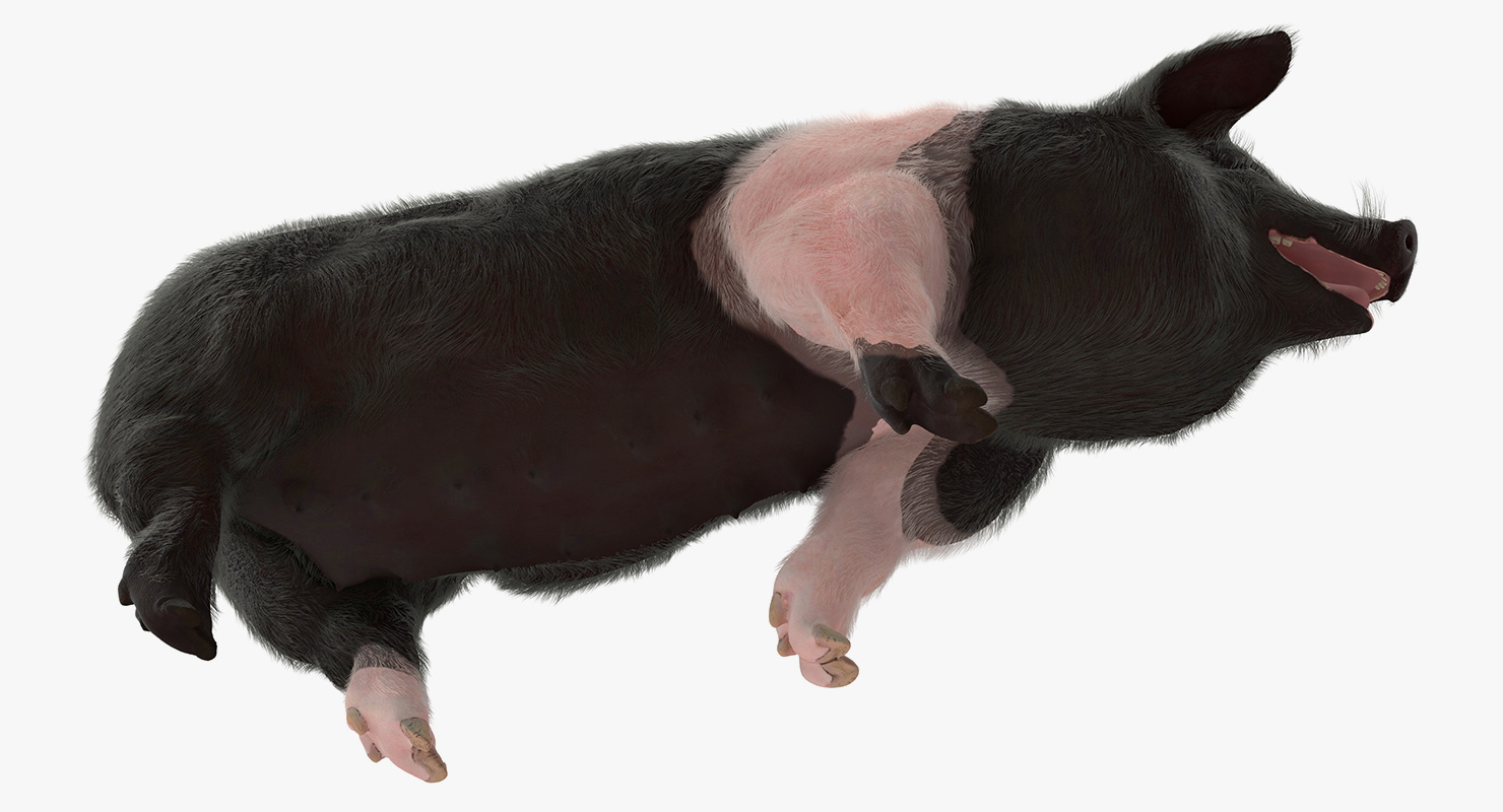 Hampshire Pig Sow with Fur Walking Pose 3D model