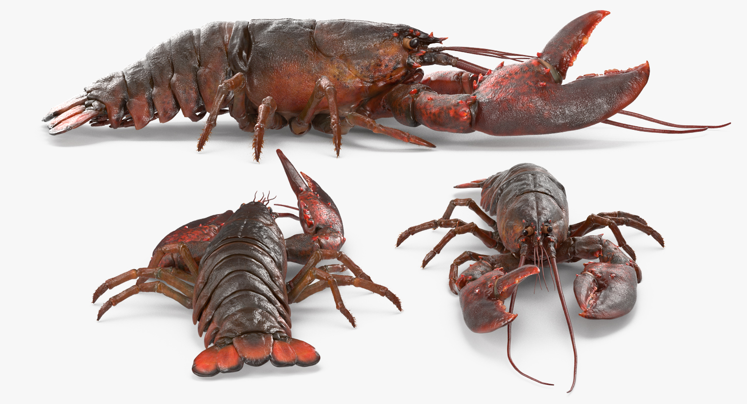 3D Lobster Pose 3 with Fur model