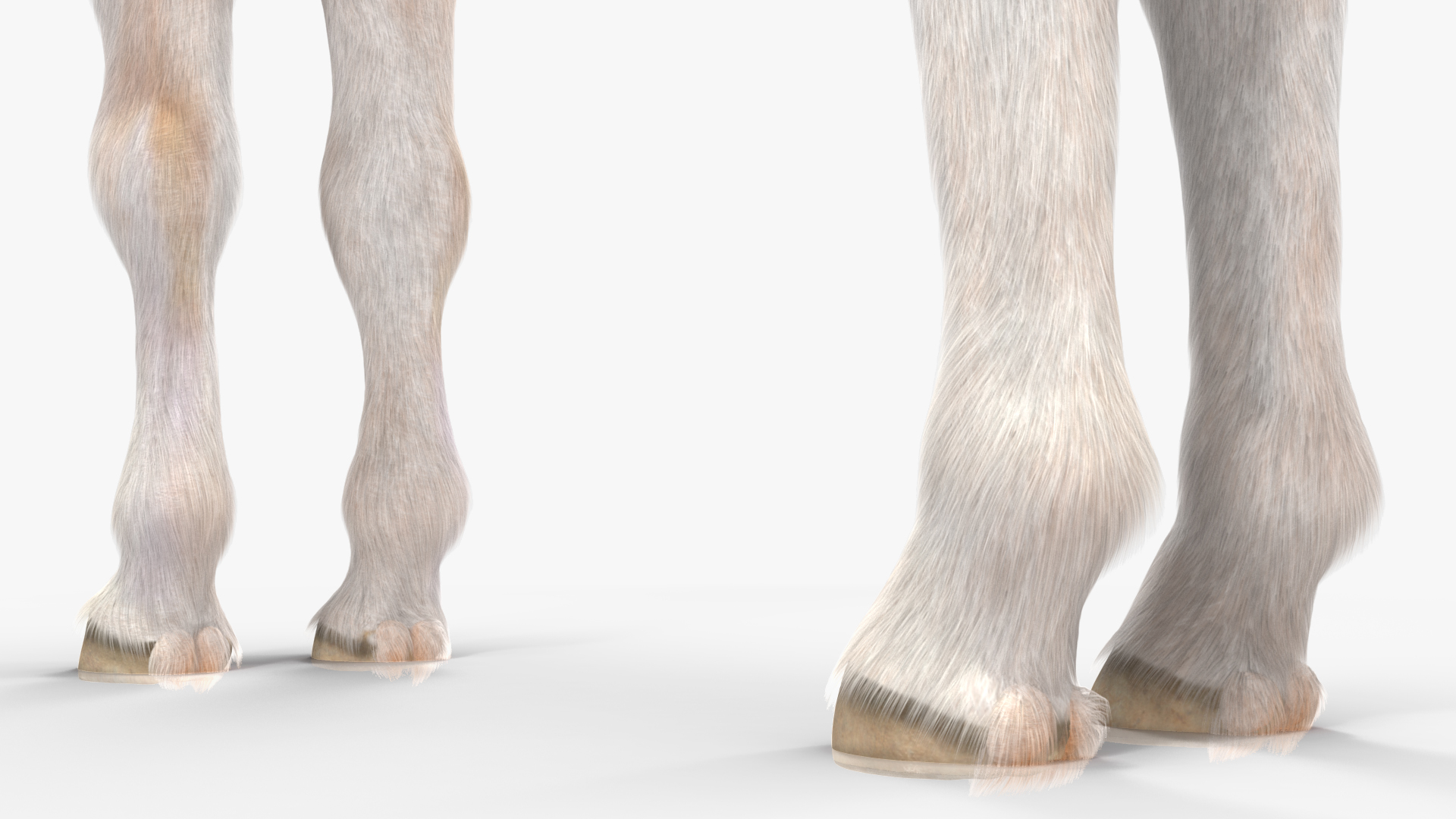 Realistic Shetland Pony Fur Rigged 3D model