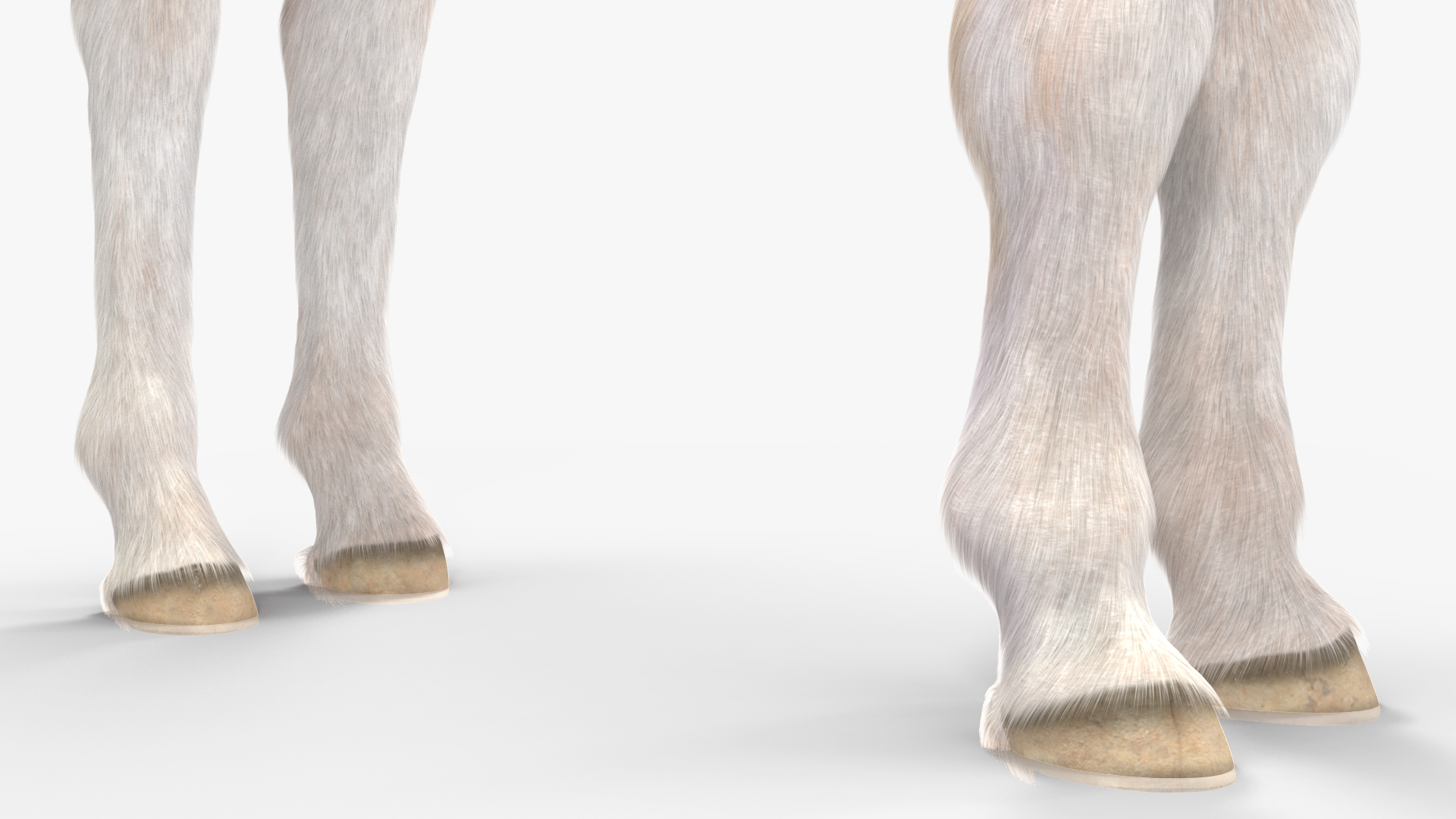 Realistic Shetland Pony Fur Rigged 3D model