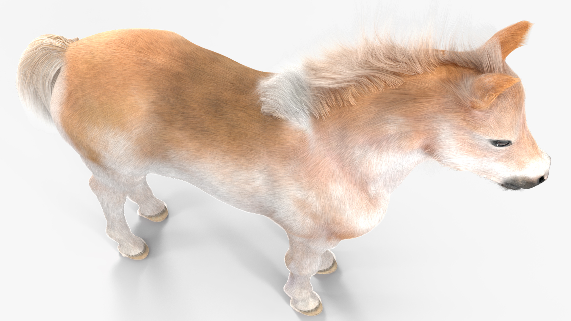 Realistic Shetland Pony Fur Rigged 3D model