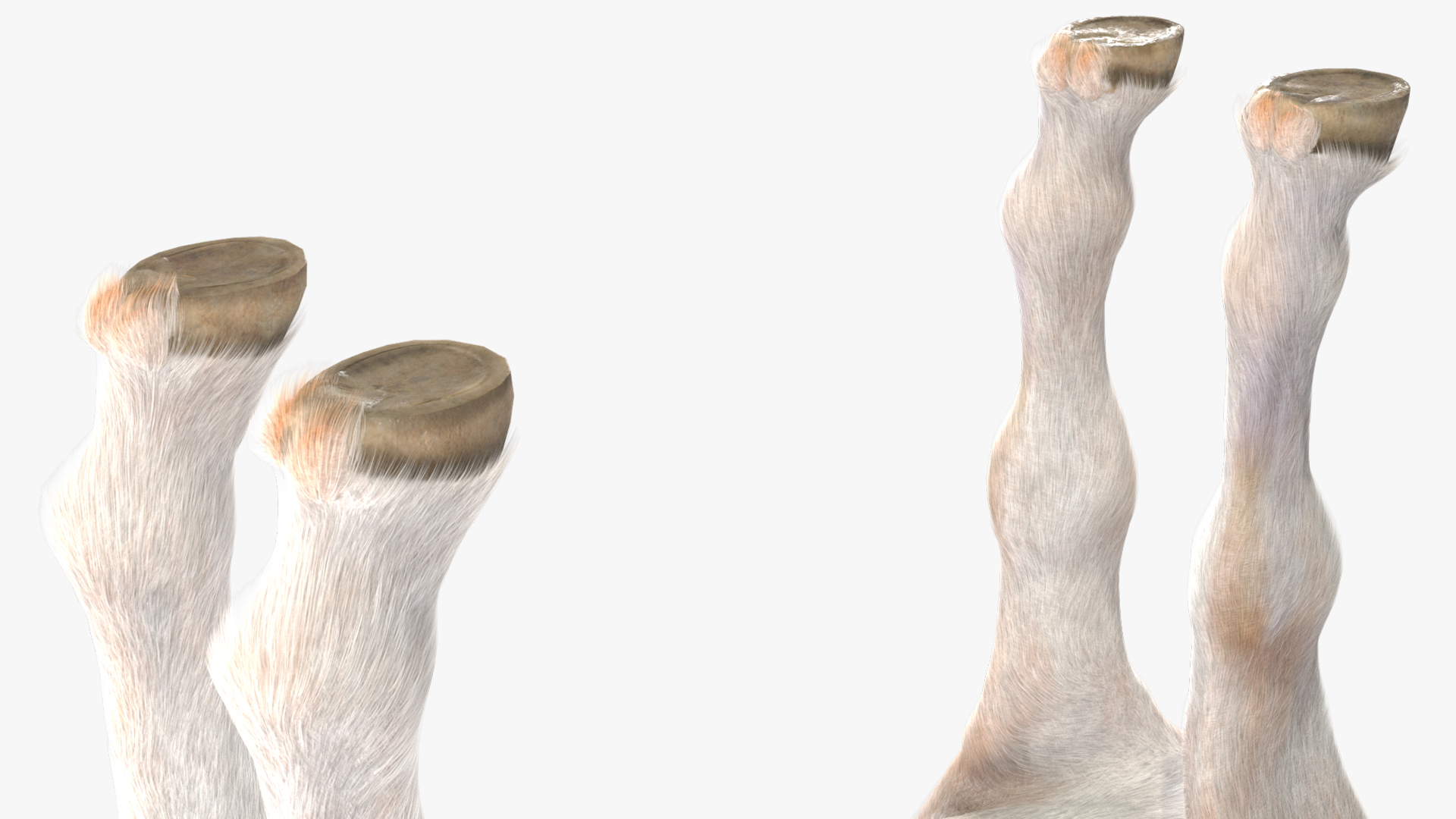Realistic Shetland Pony Fur Rigged 3D model