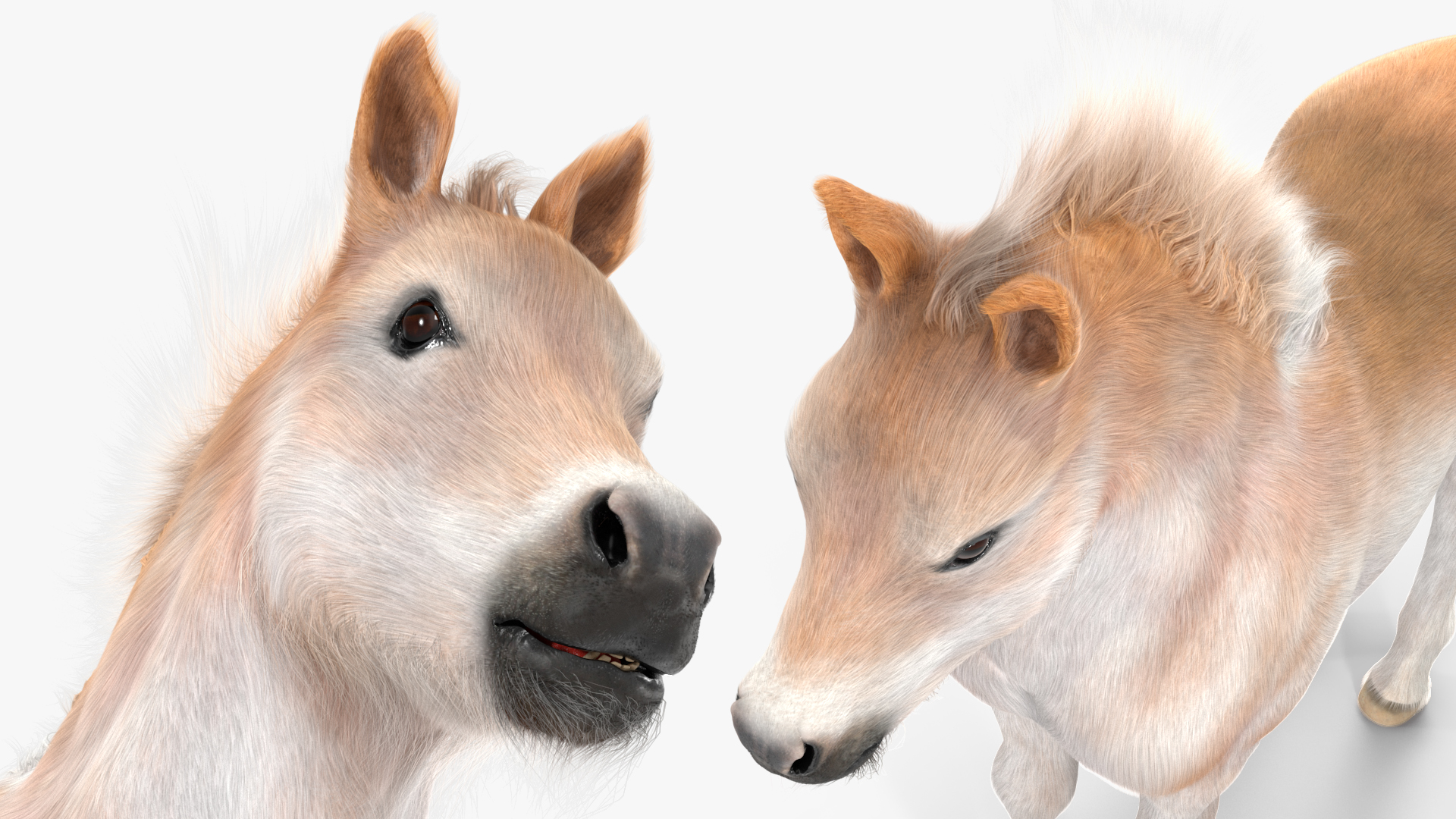 Realistic Shetland Pony Fur Rigged 3D model