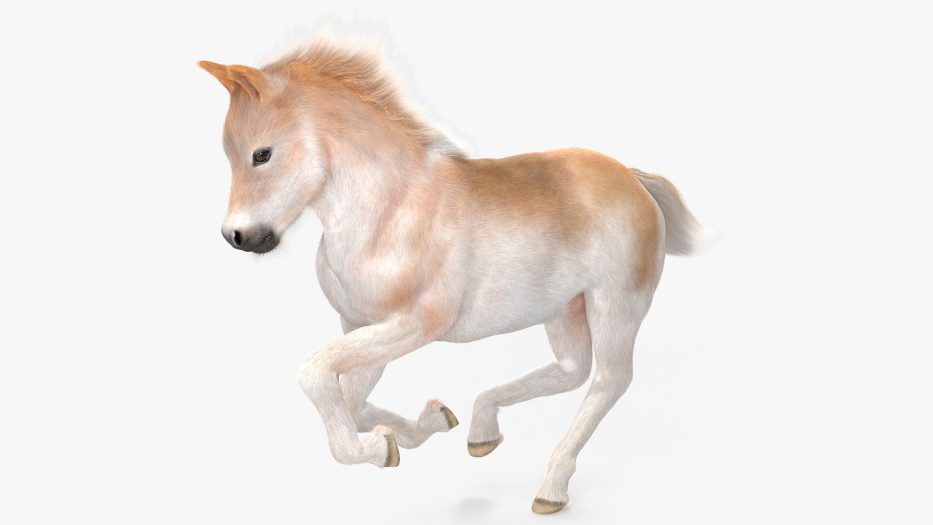 Realistic Shetland Pony Fur Rigged 3D model
