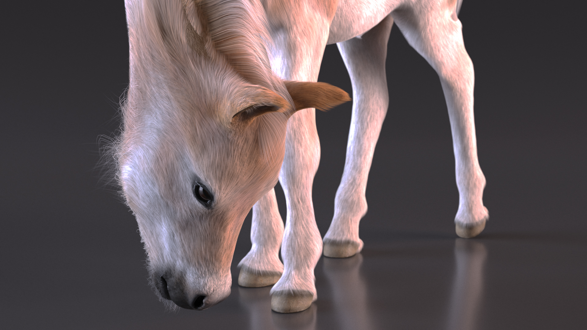 Realistic Shetland Pony Fur Rigged 3D model