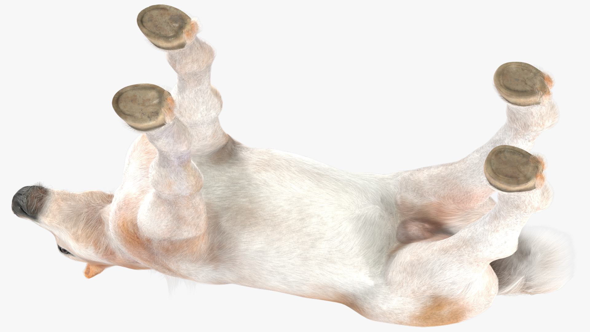 Realistic Shetland Pony Fur Rigged 3D model