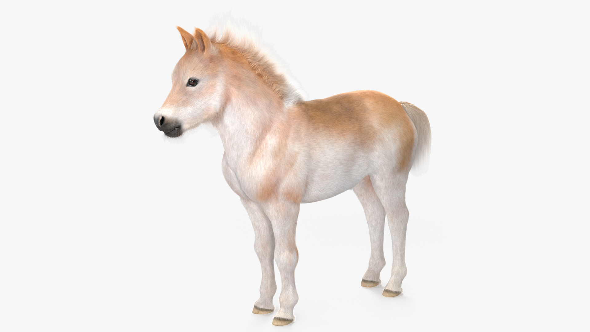 Realistic Shetland Pony Fur Rigged 3D model