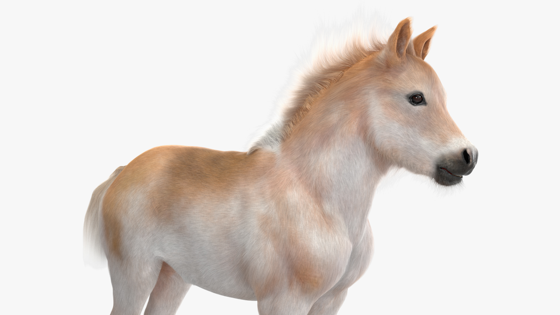 Realistic Shetland Pony Fur Rigged 3D model