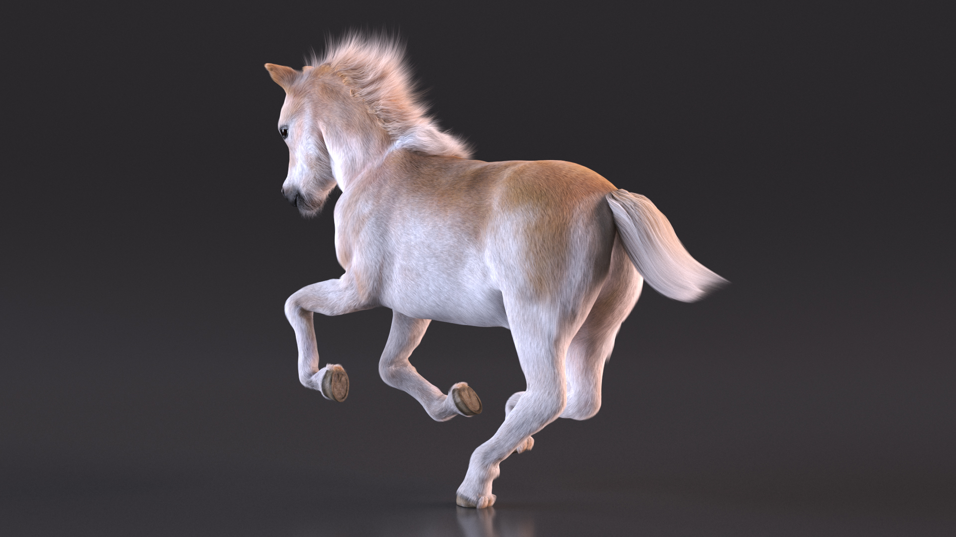 Realistic Shetland Pony Fur Rigged 3D model