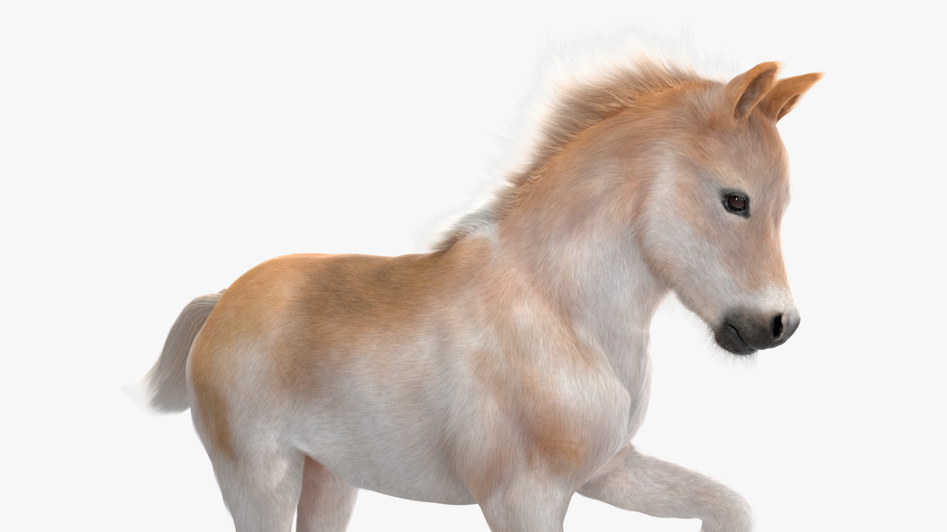 Realistic Shetland Pony Fur Rigged 3D model