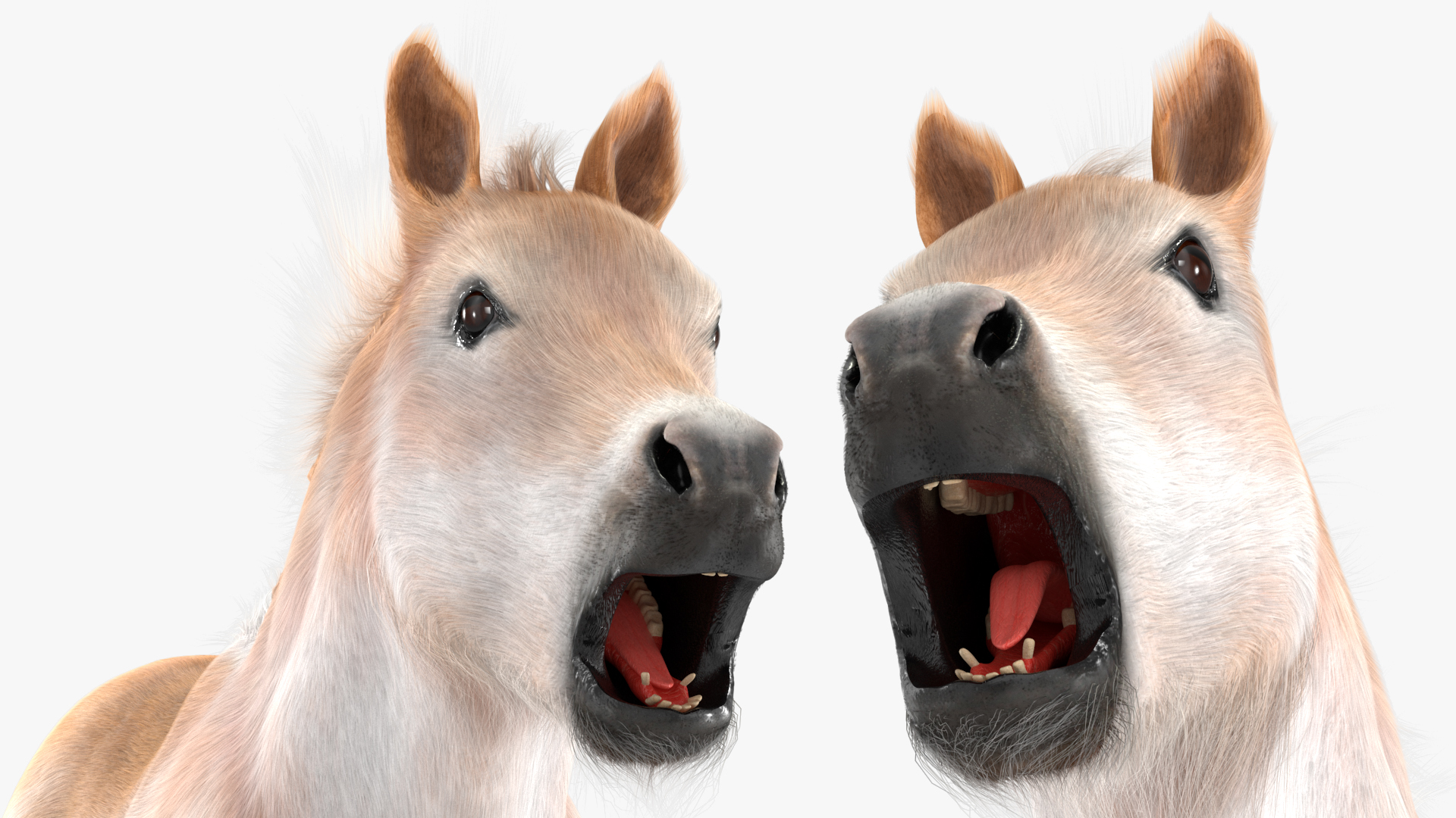 Realistic Shetland Pony Fur Rigged 3D model