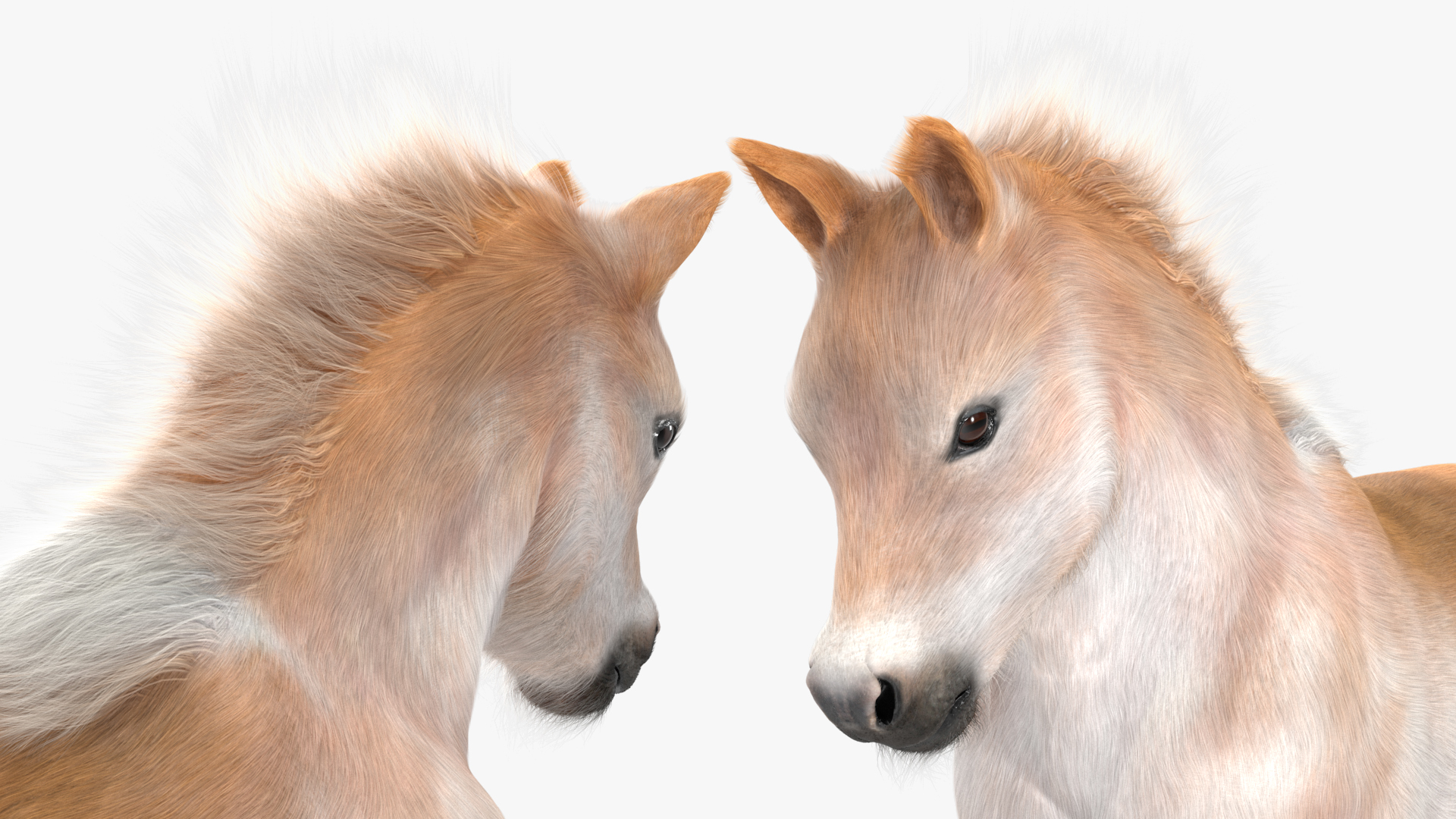 Realistic Shetland Pony Fur Rigged 3D model
